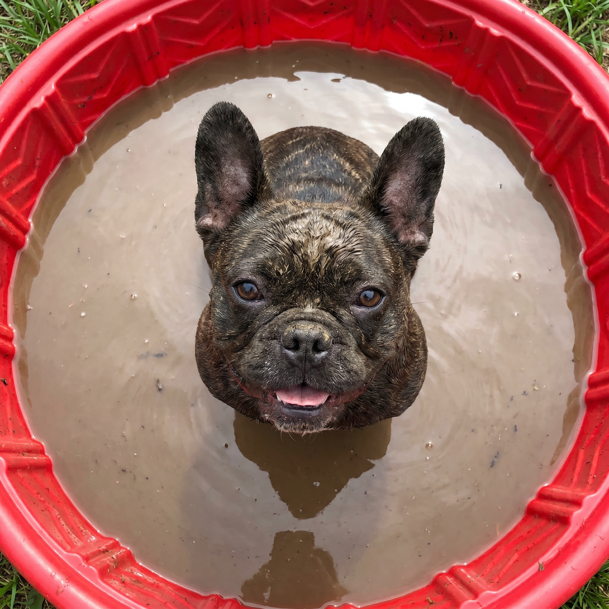 The French Bulldog Vet Facebook ad