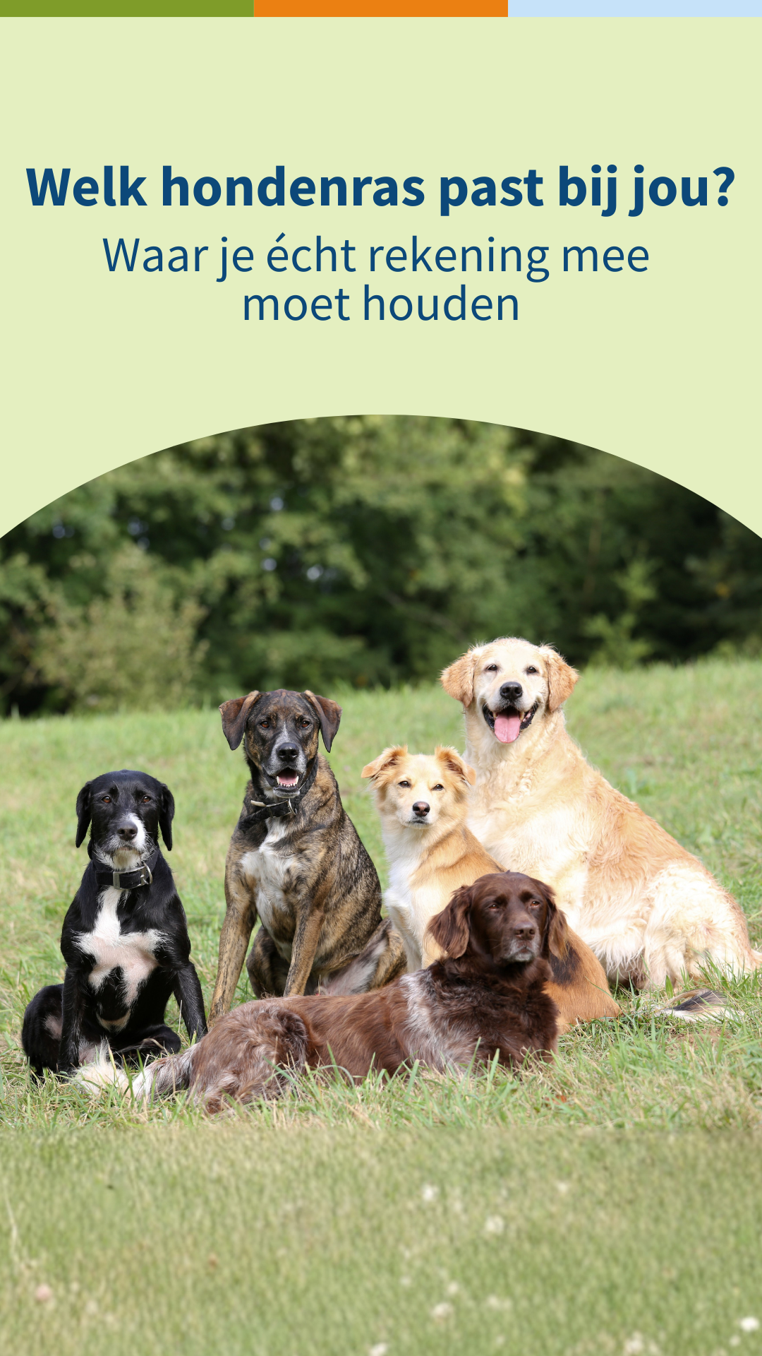 Medpets Facebook ad