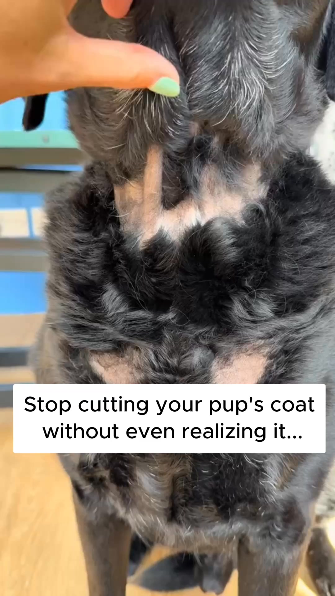 Nuvopet Facebook ad: Quebec's #1 dog brush is taking over Canada �
