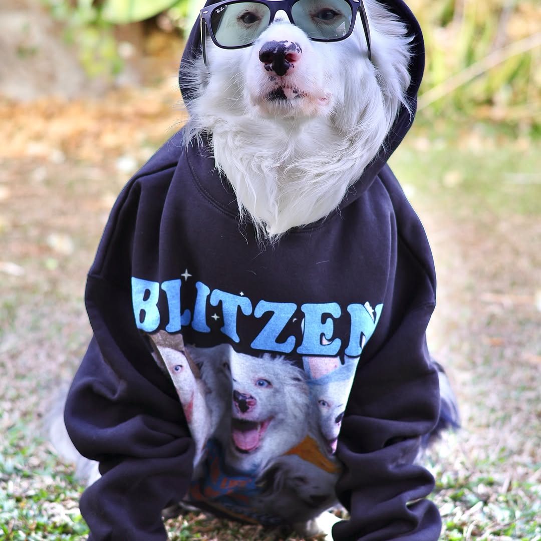 blitzenthecollie Facebook ad