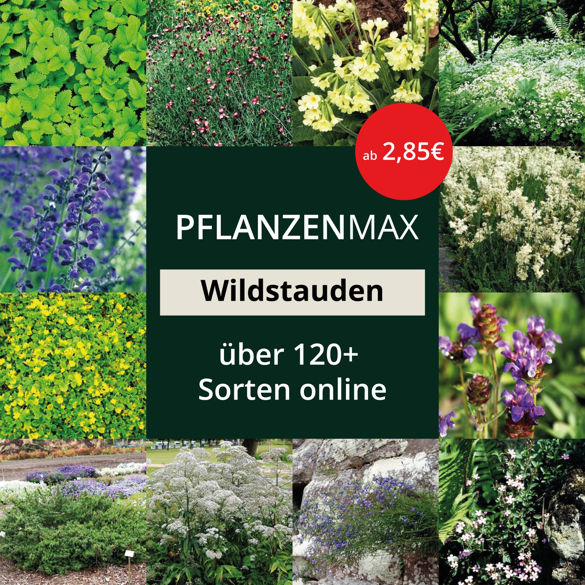 Pflanzenmax Facebook ad: Pflanzenmax: über 6000+ verschiedene Pflanzen aus eigener…