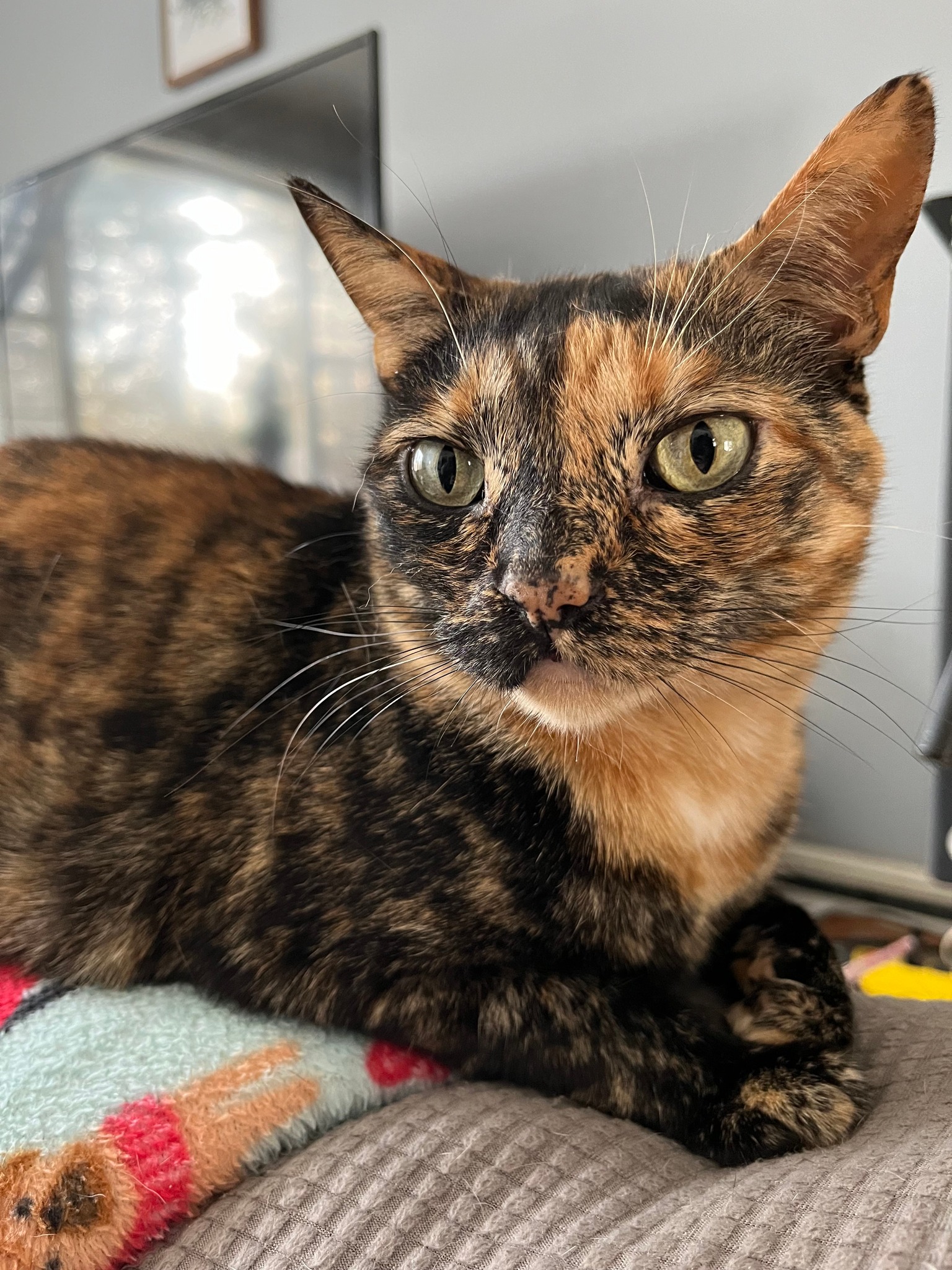 Hopkinton Animal Hospital Facebook ad: The Gold Standard Cure
