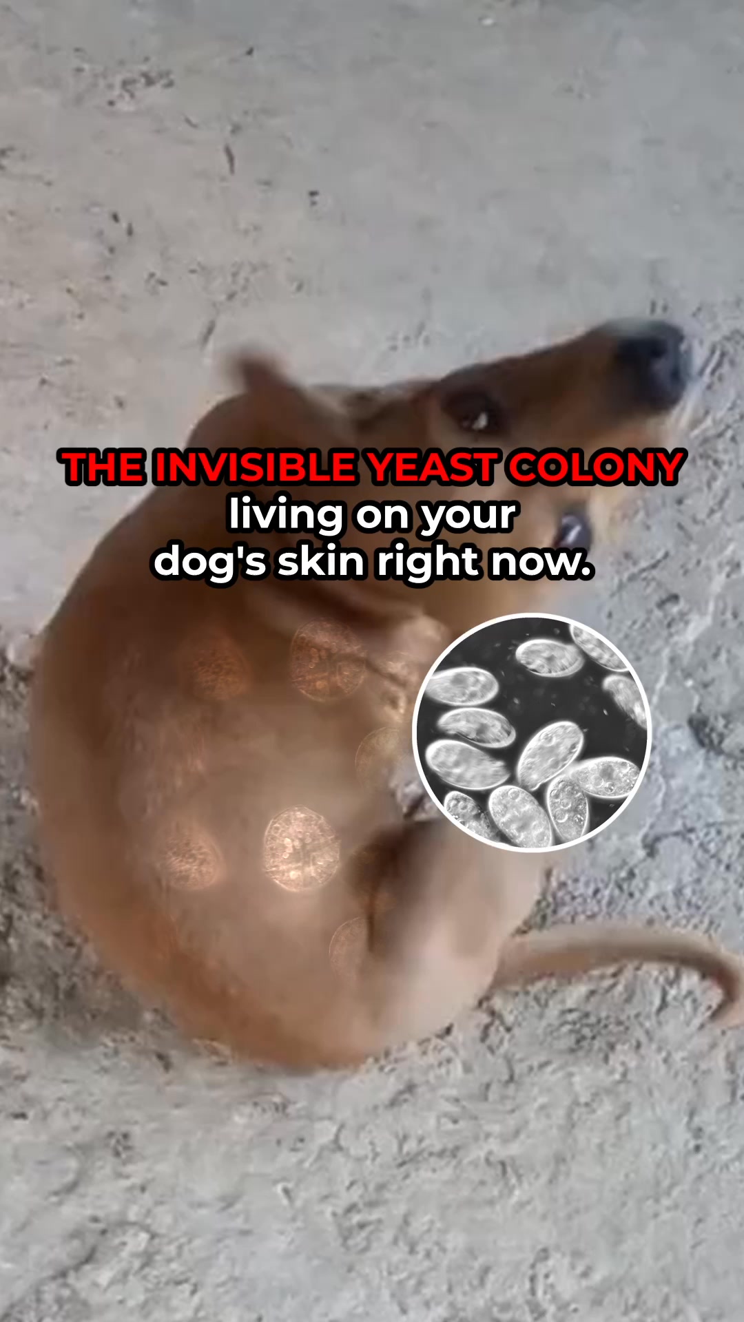 Zoomie Facebook ad: Life-changing discovery