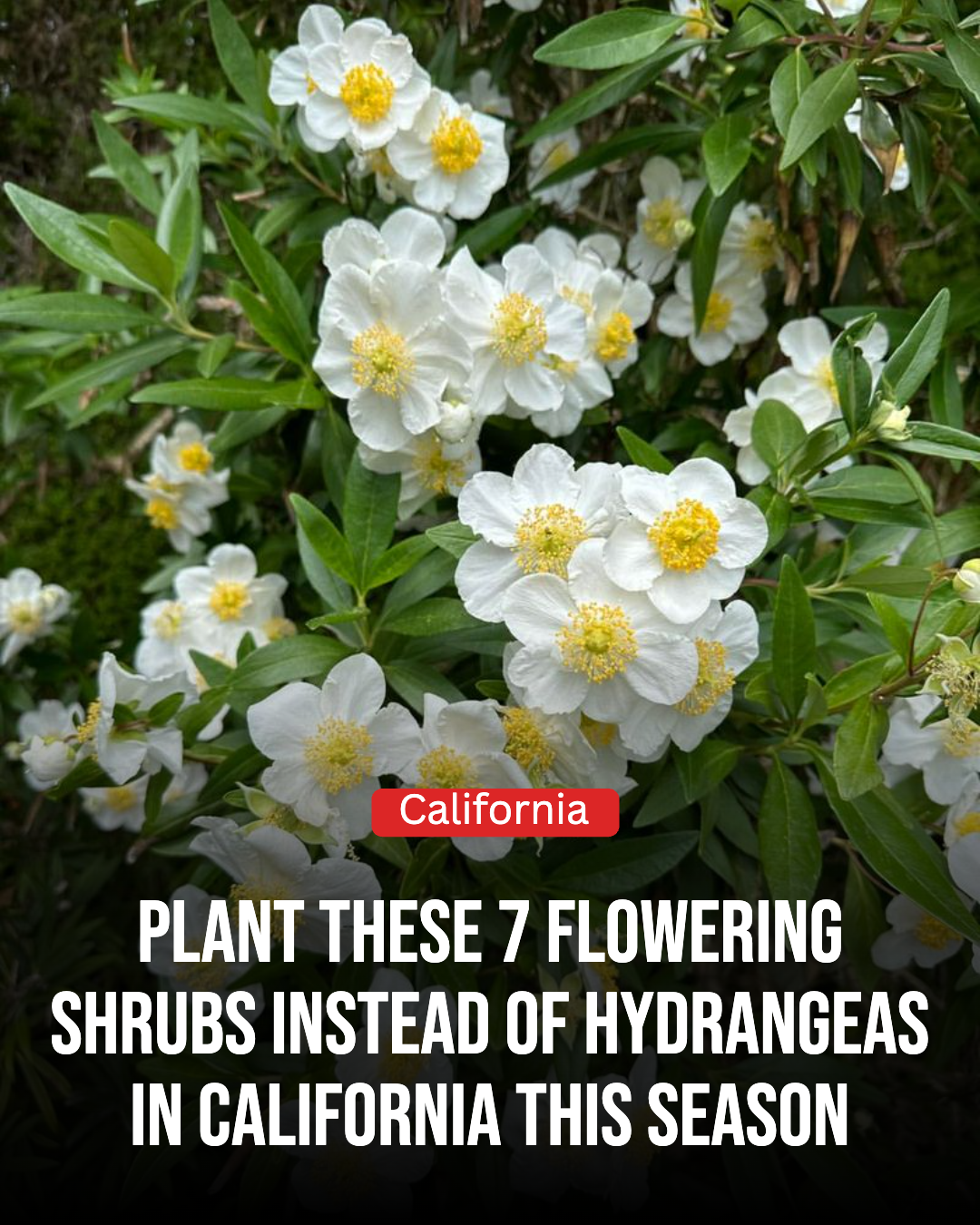 California Gardener Facebook ad: Plant These 7 Flowering Shrubs Instead Of Hydrangeas In…
