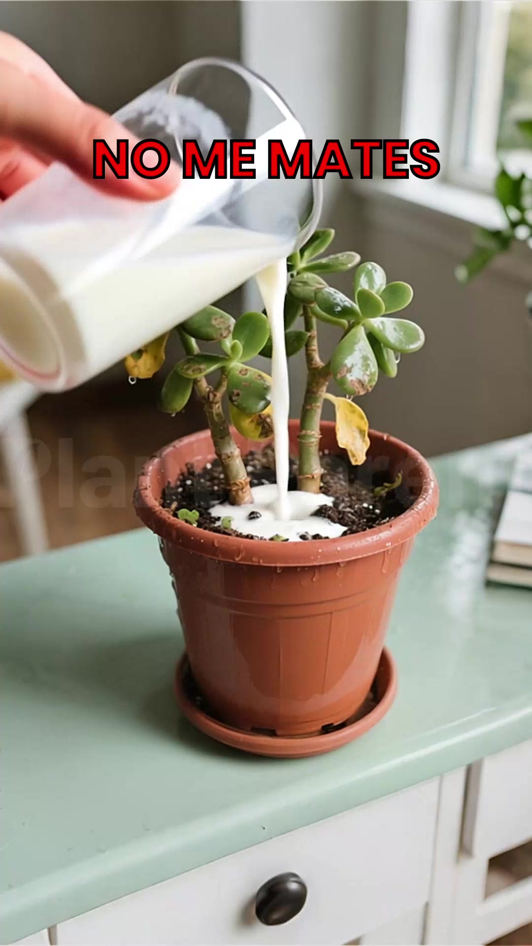 Plant Parent Facebook ad: No más plantas muriendo