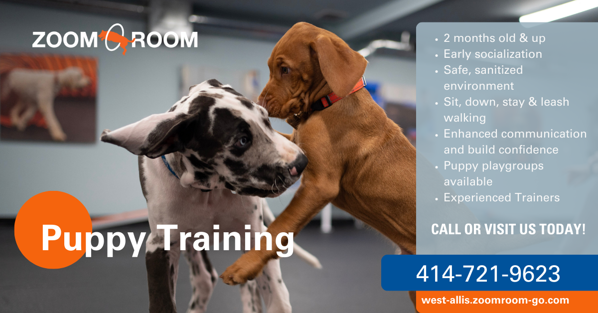 Zoom Room Dog Training Facebook ad