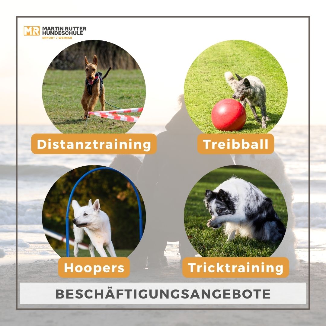 Martin Rütter Hundeschule Erfurt - Weimar Facebook ad