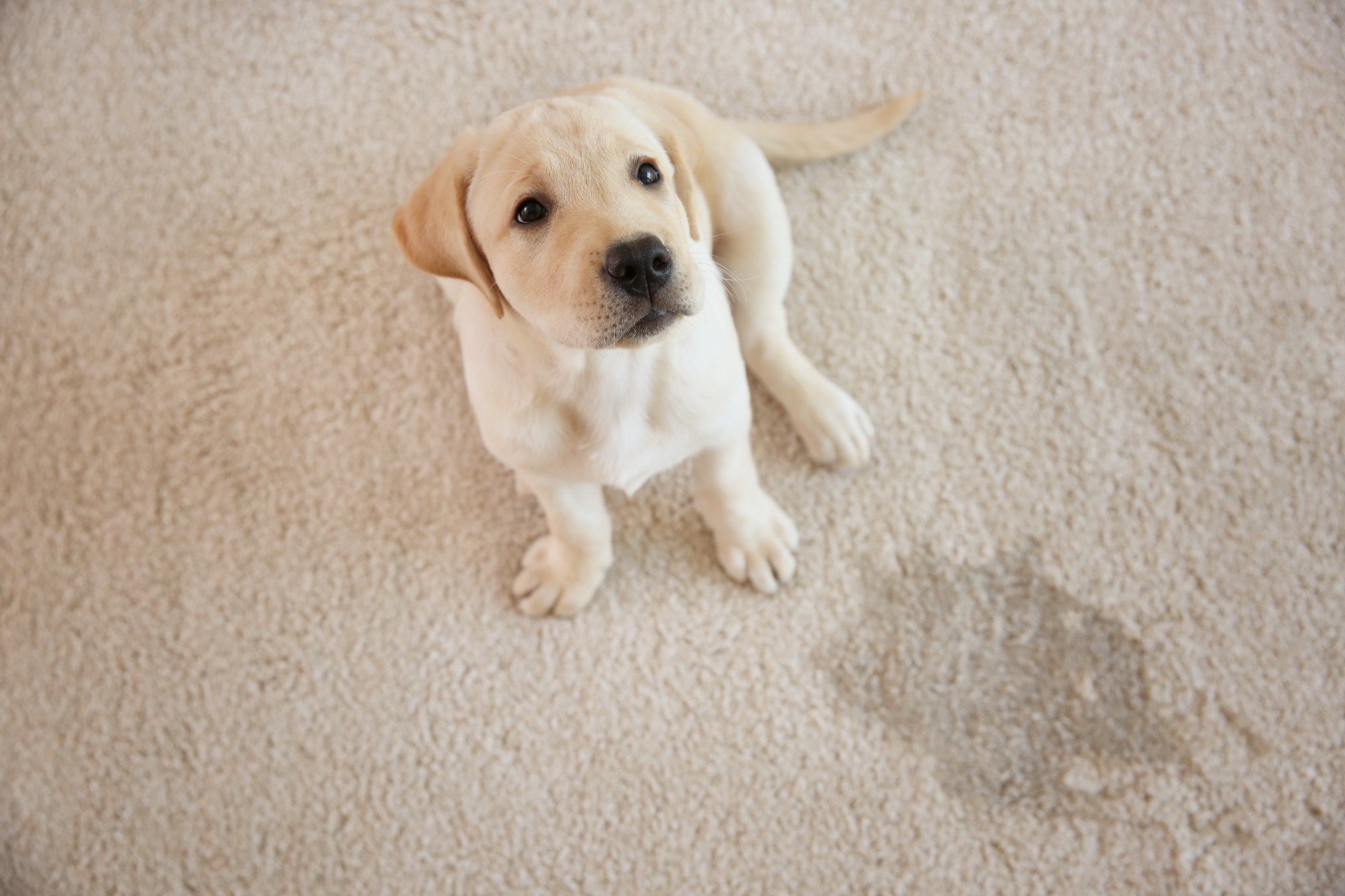 American Kennel Club Facebook ad