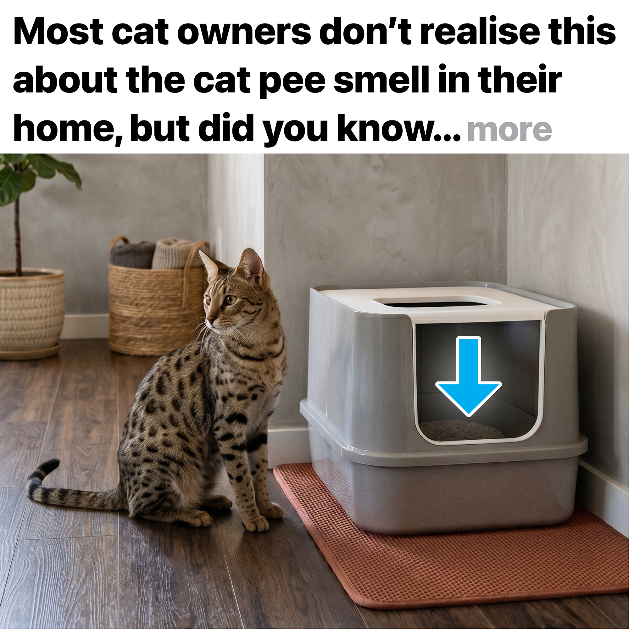 Pet Studio Facebook ad