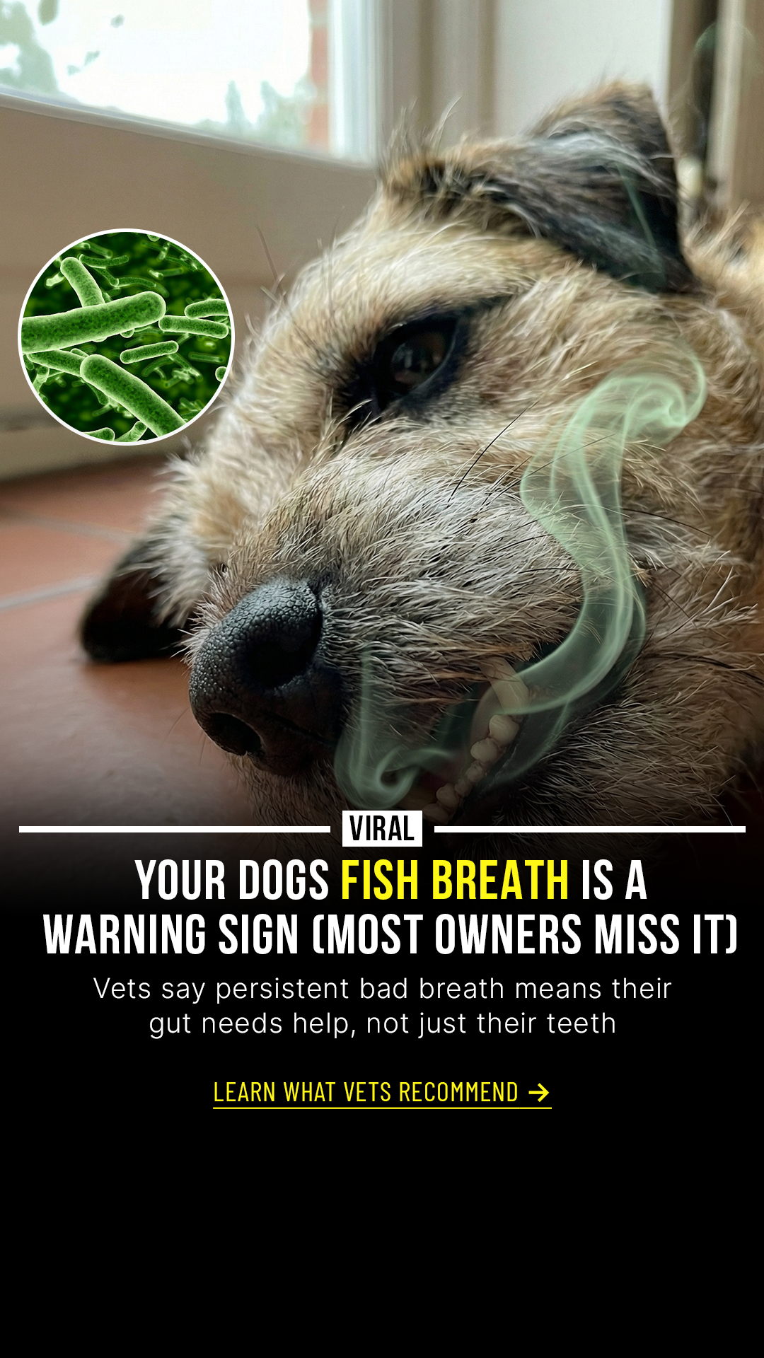 Native Pet Facebook ad