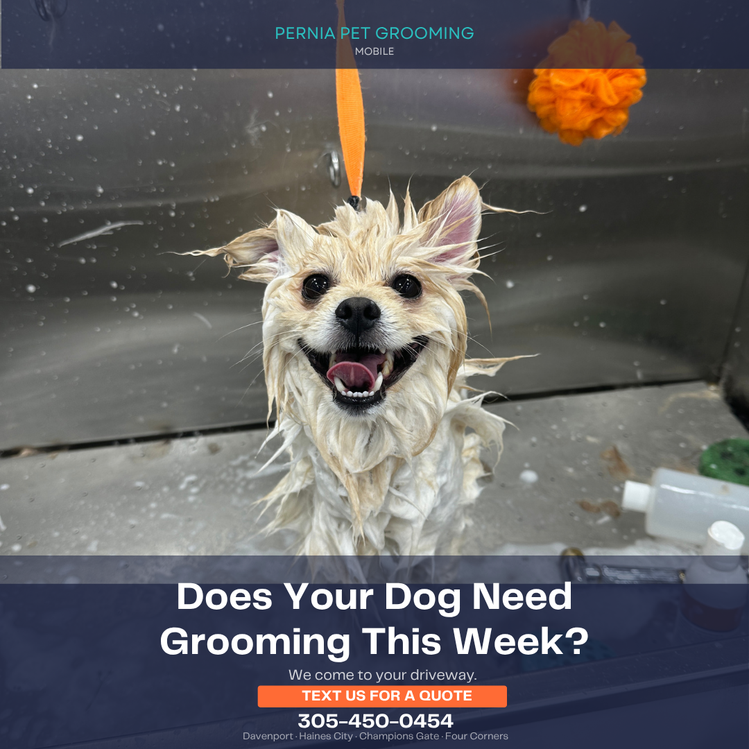 perniaspetgrooming Facebook ad: Professional mobile dog grooming at your door No…