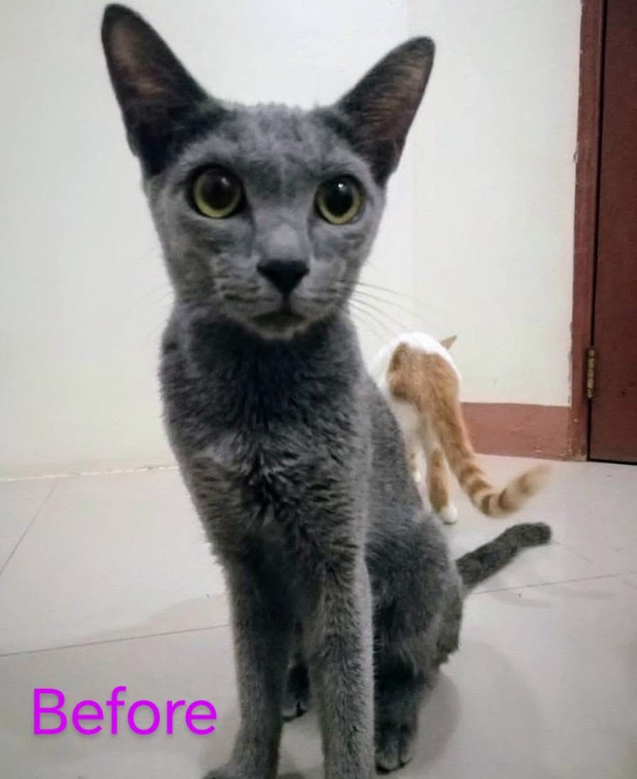 Same Day Pet Products Biñan Laguna Facebook ad