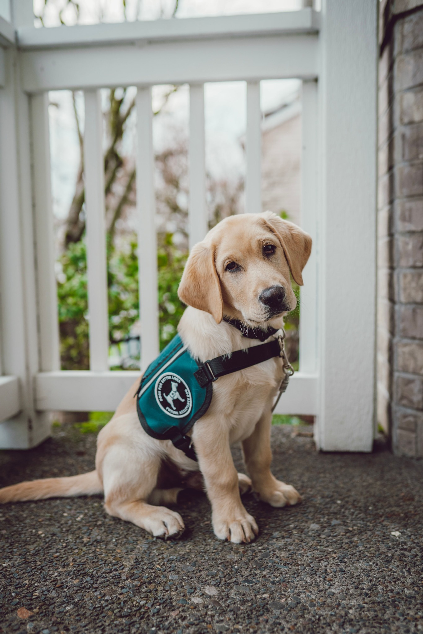 Dogs for Better Lives Facebook ad
