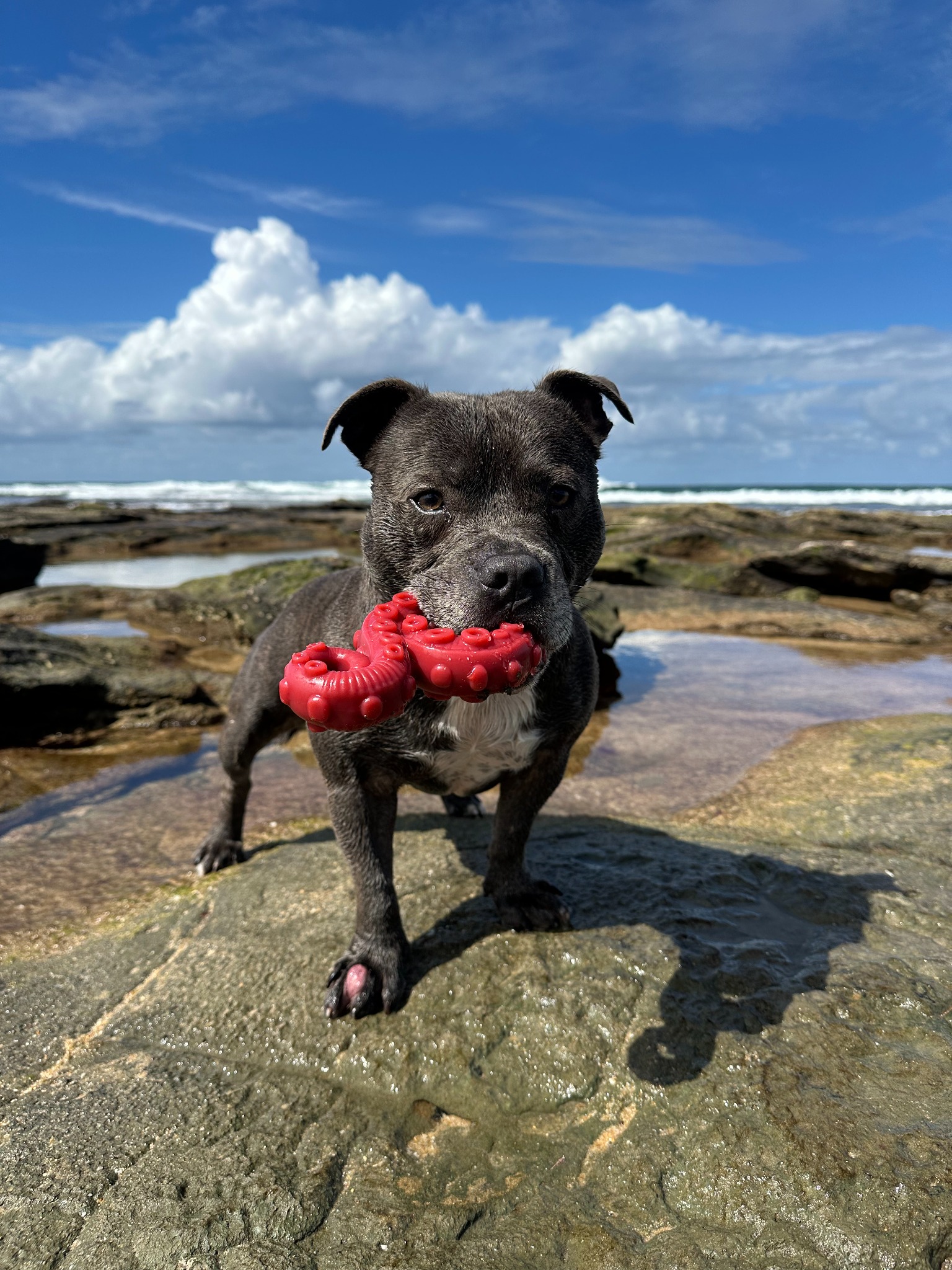 Happy Staffy Co. Facebook ad