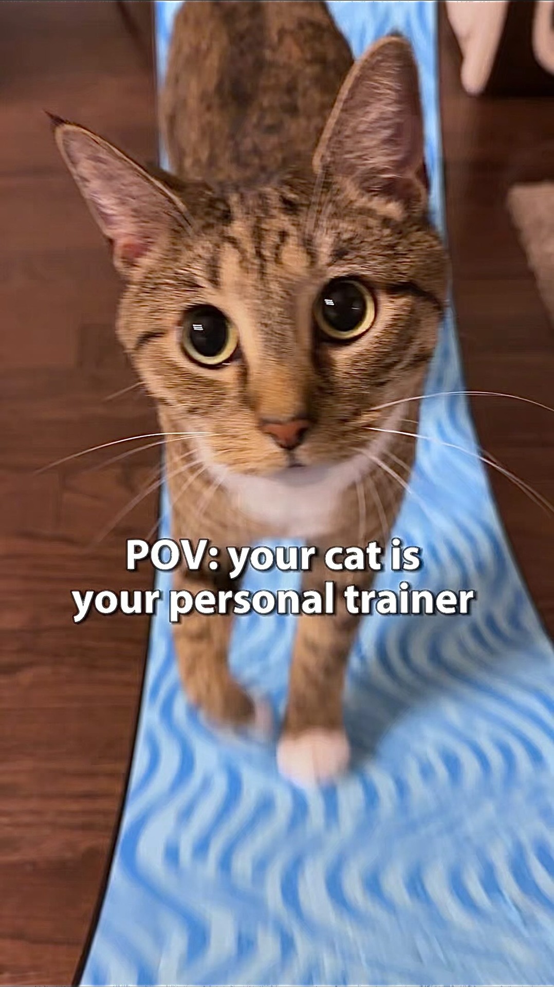 One Fast Cat Facebook ad: Between daily zoomies and late-night sprint sessions, the…