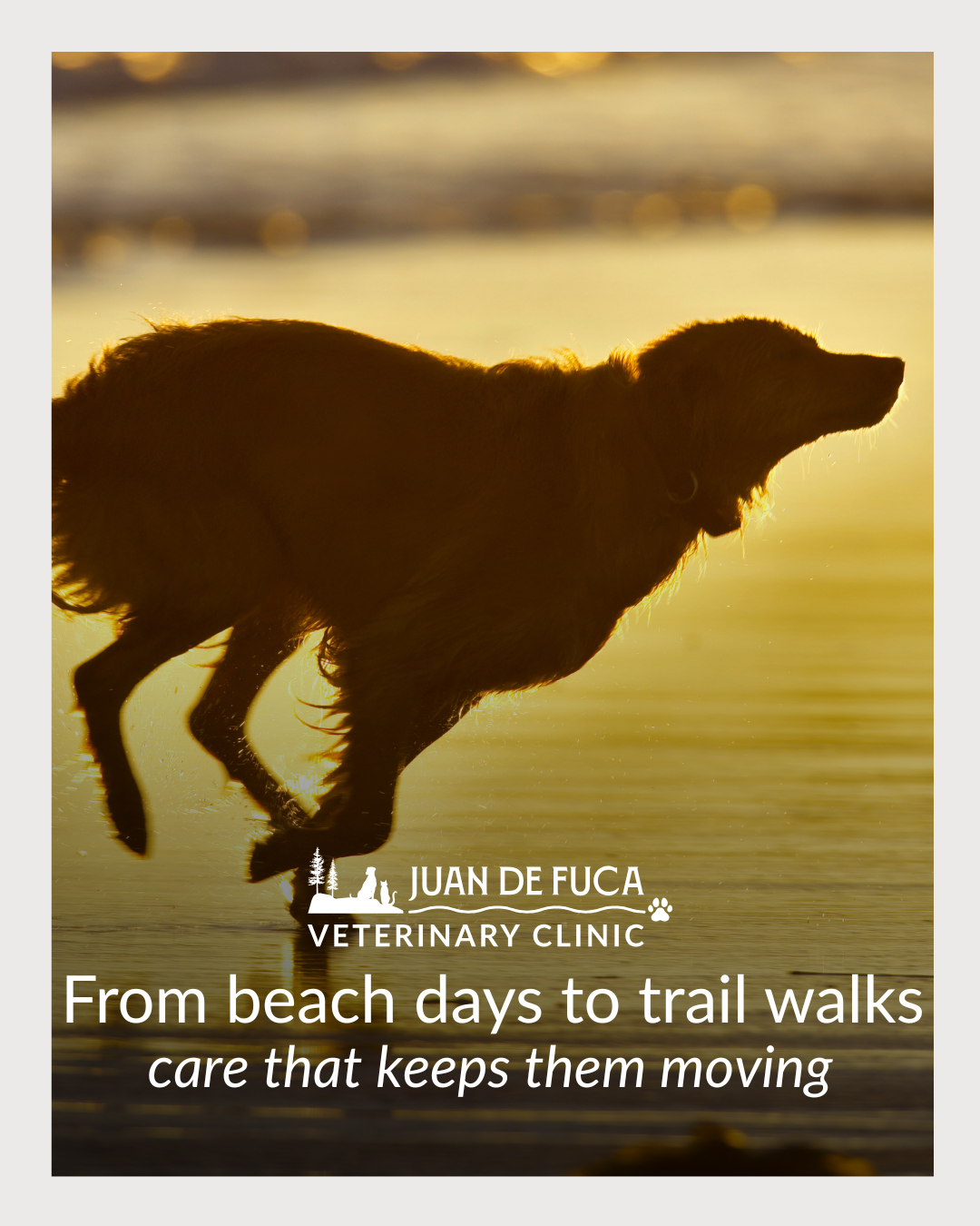 Juan de Fuca Veterinary Clinic Facebook ad