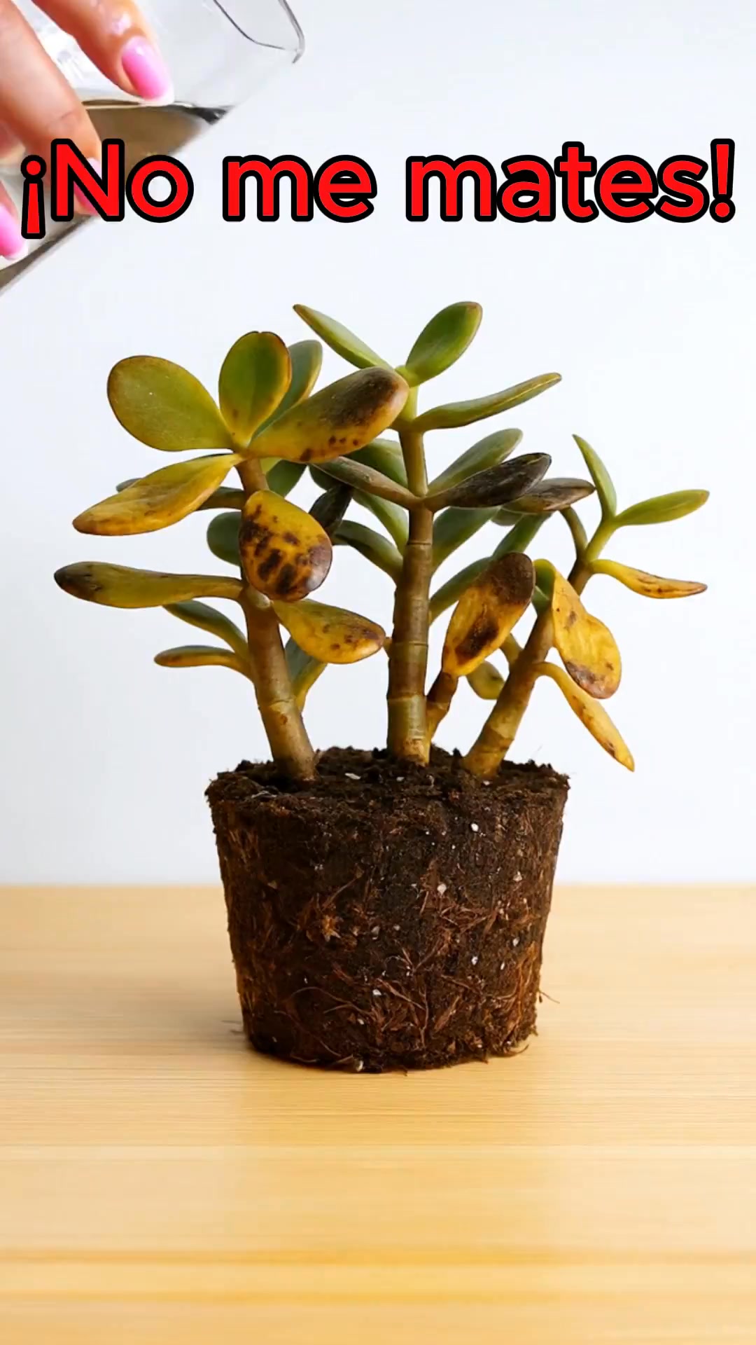 Plant Parent Facebook ad: No más plantas muriendo