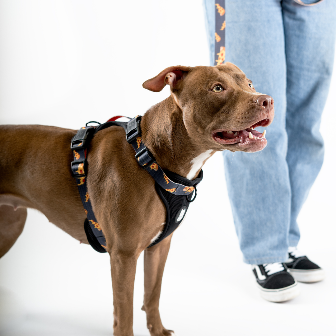 Woof Concept Facebook ad