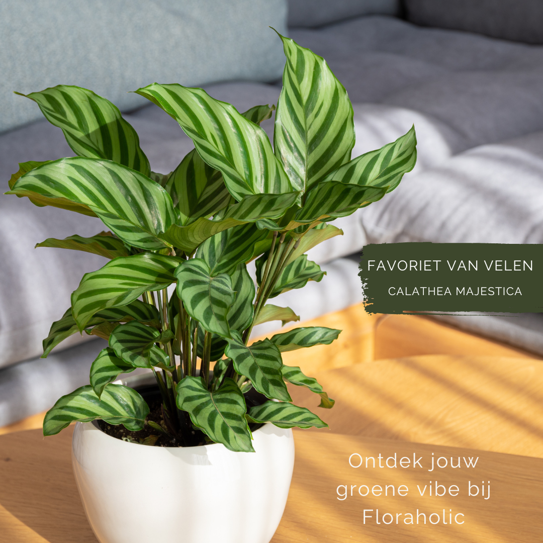 Floraholic Facebook ad: Bestel je favoriete kamerplant eenvoudig online