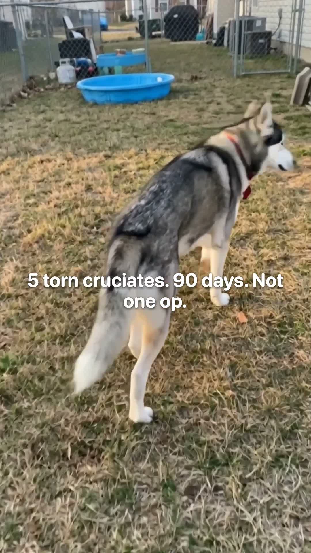 Vet-Recommended Pet Products Facebook ad: 5 Torn Cruciates. 90 Days. Not One Op.