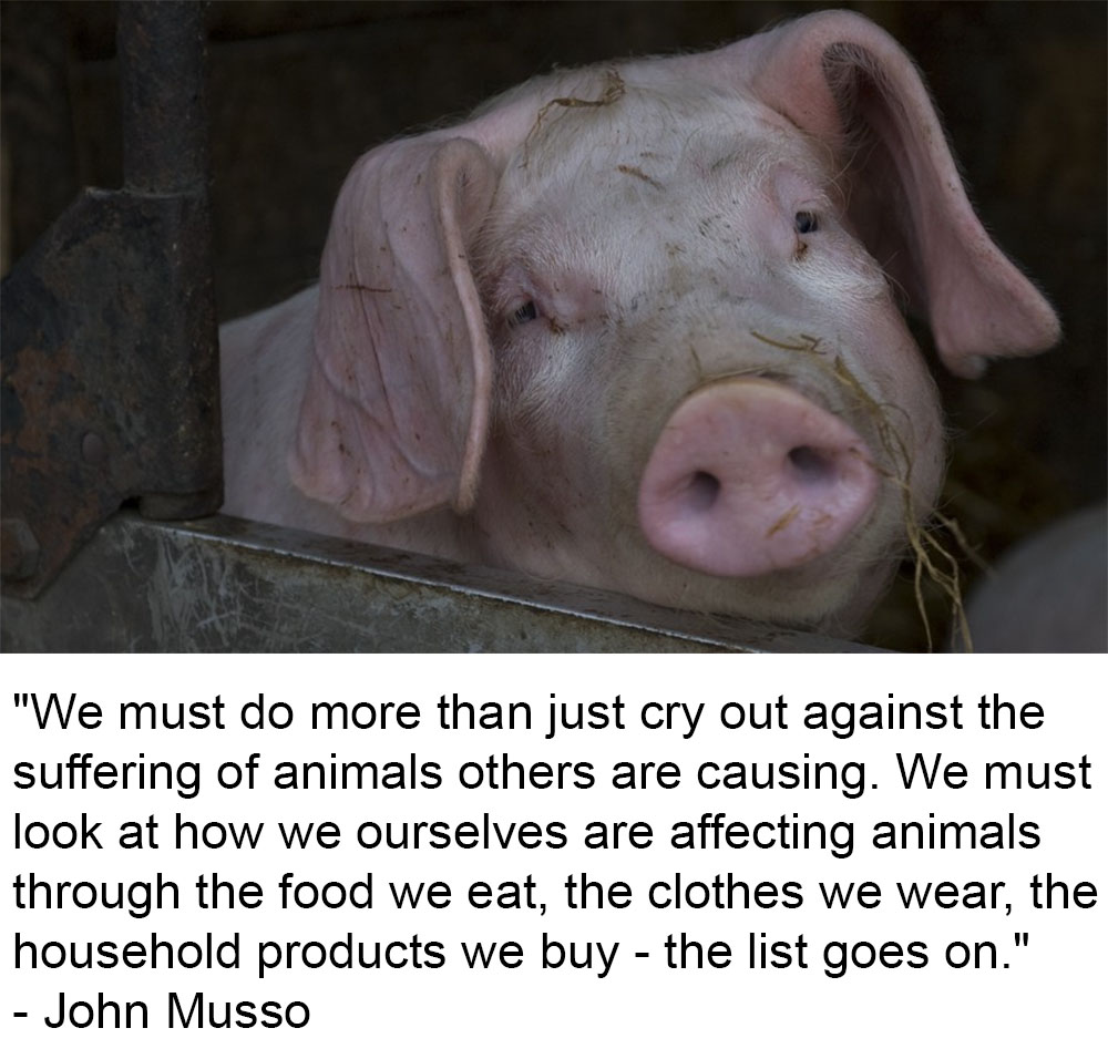 Animal Matters Facebook ad