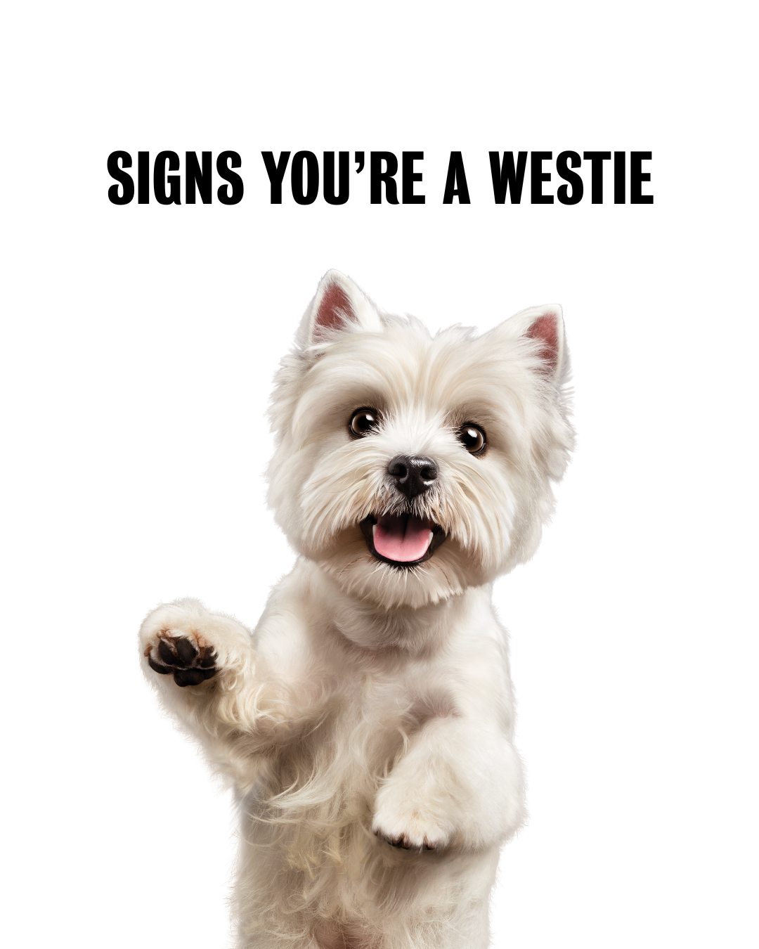 Cesar Canine Cuisine Facebook ad: Did we miss any classic Westie traits?