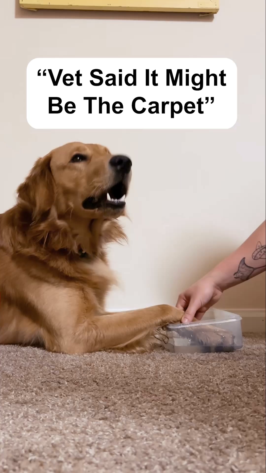 The Downtown Aly Facebook ad: Could Dust Mites Be Making Your Dog Itch?