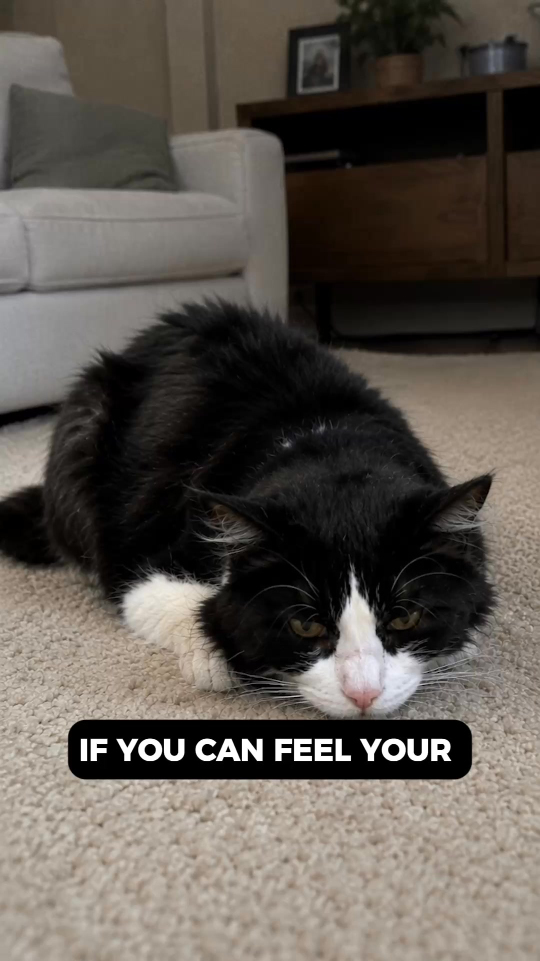 The Cattery Network Facebook ad: I Almost Put Down My Cat. A 2AM Discovery Saved Her.
