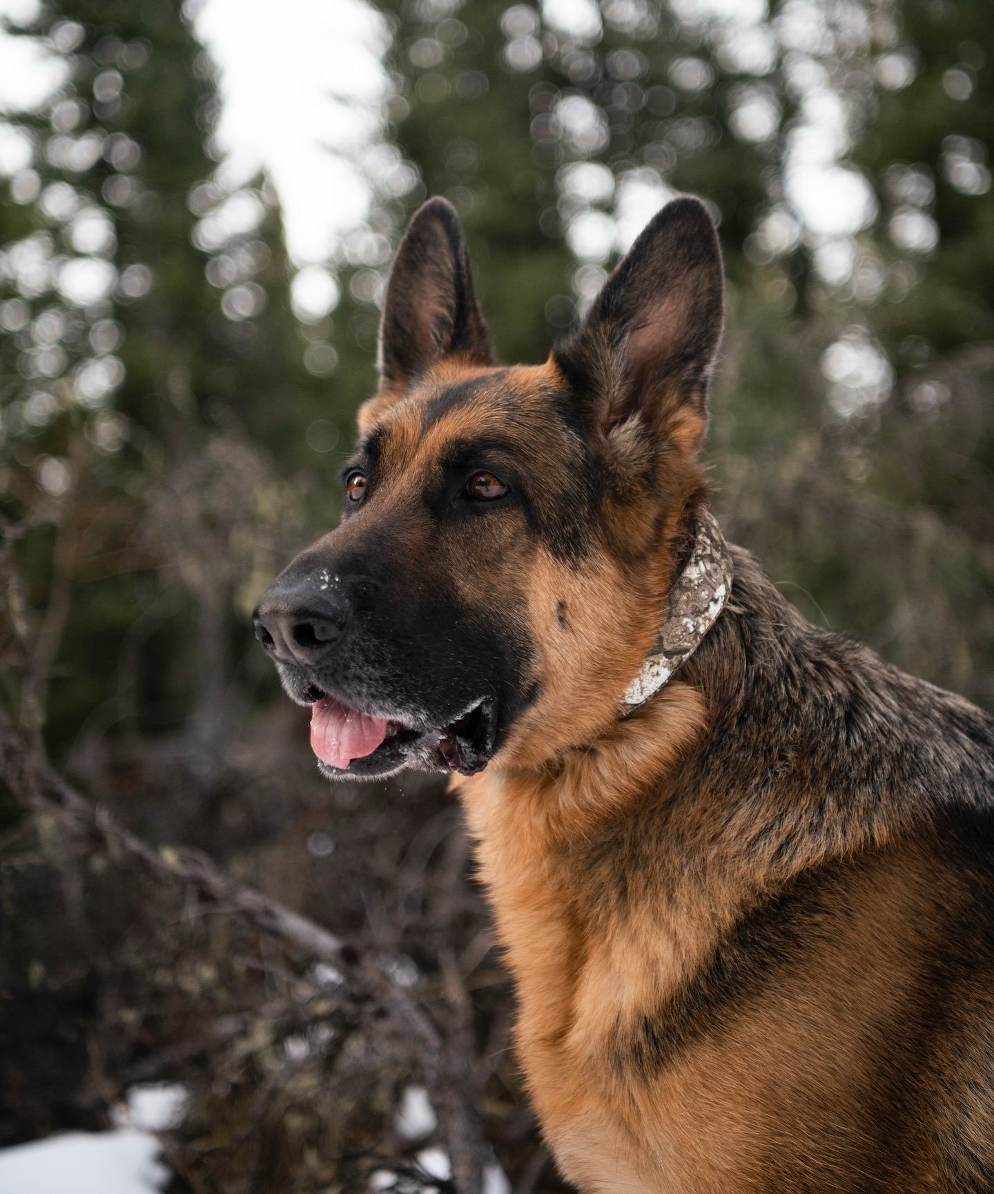 kaiserstheshepherd Facebook ad