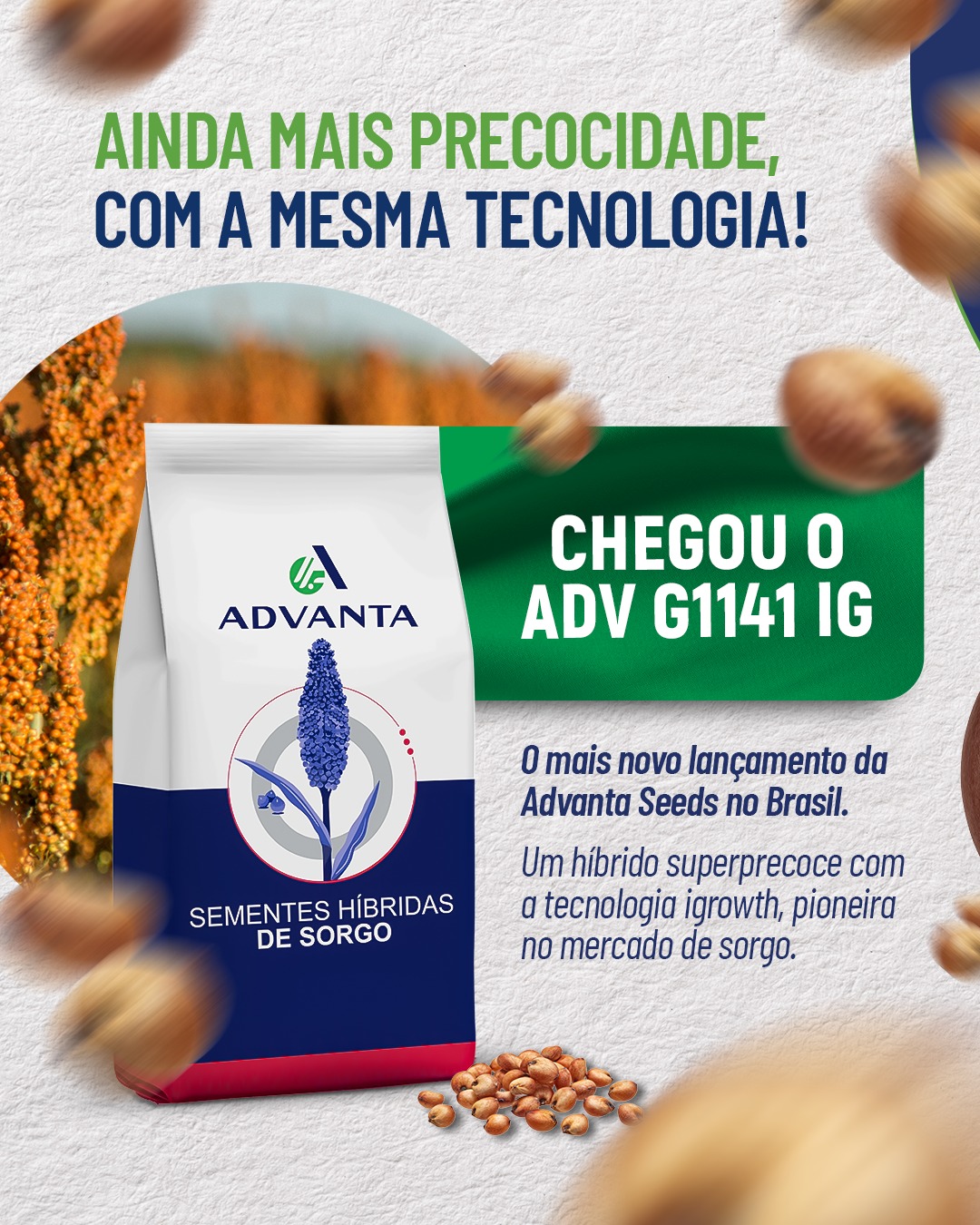 Advanta Seeds Brasil Facebook ad: ADV G1141 IG, Ainda mais precocidade, com a…