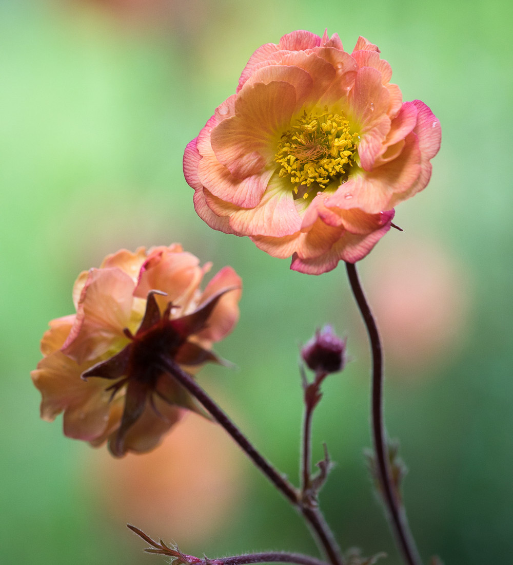Sarah Raven Facebook ad: Start now and get ahead of the gardening…