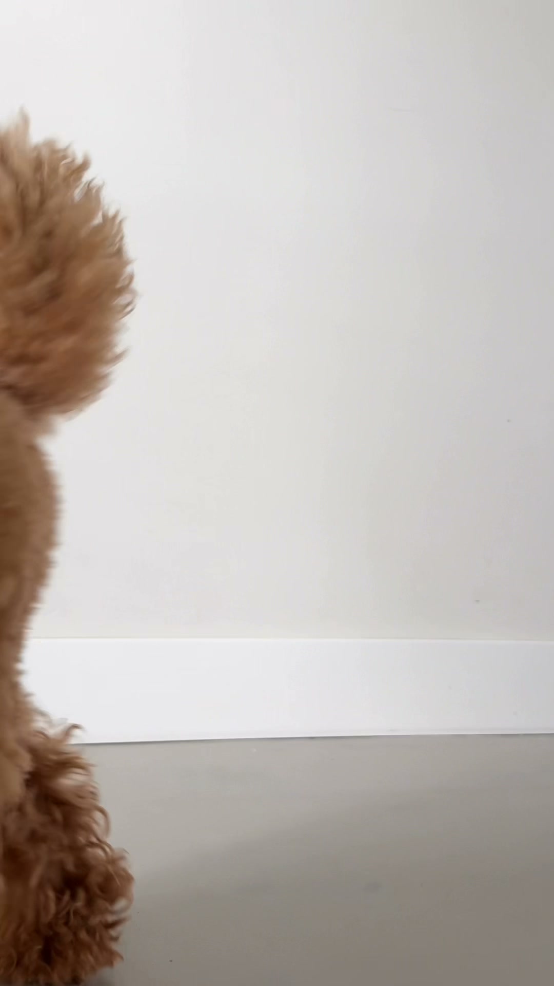 floofsandcookies Facebook ad: The Chloe Collection
