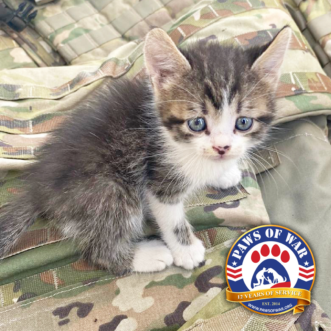 Paws of War Facebook ad