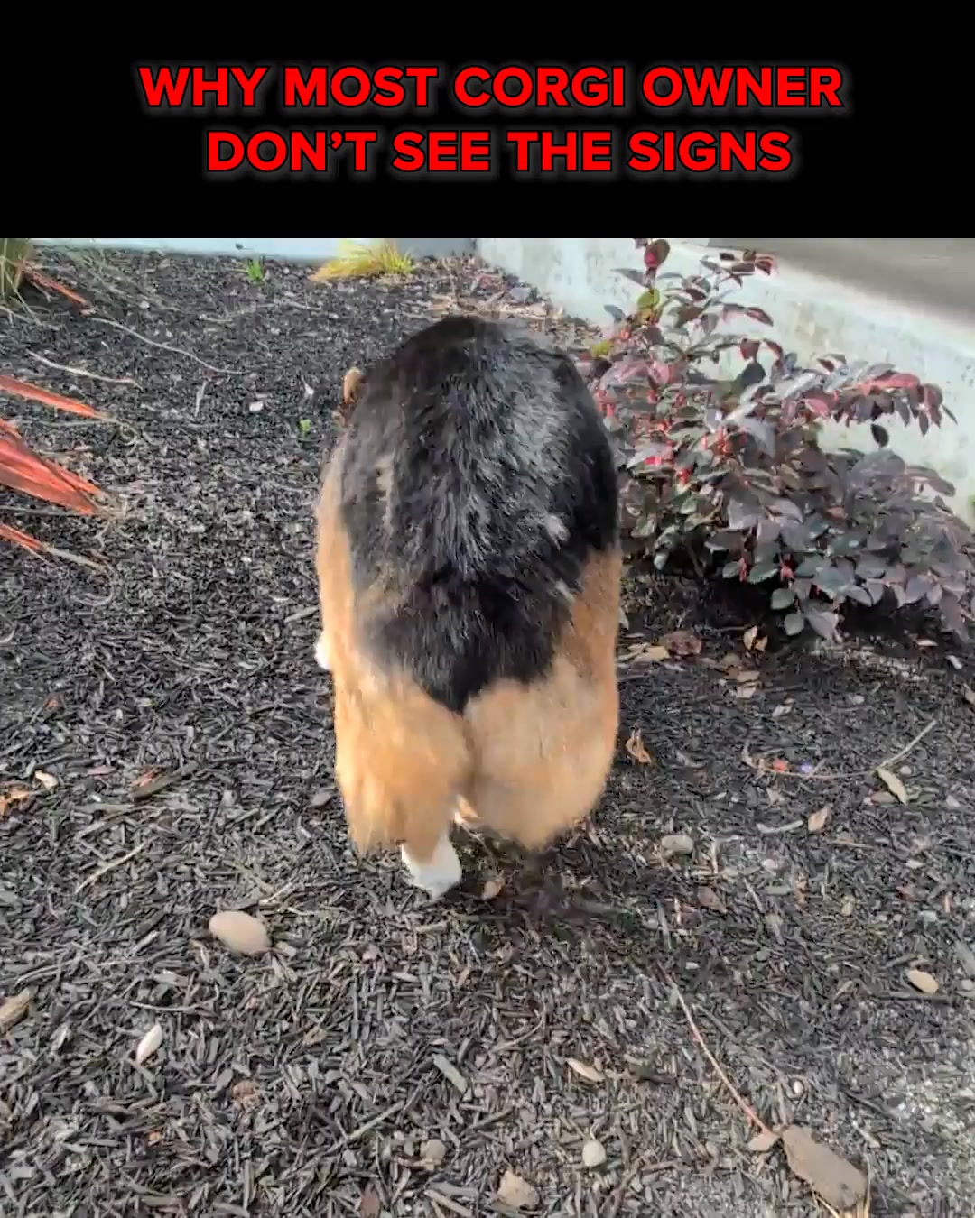 Castro the Corgi Facebook ad: Fight against IVDD