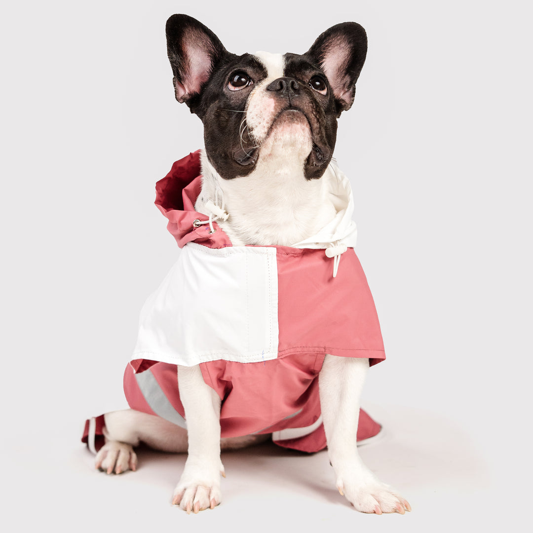 The Pet Closet co Facebook ad