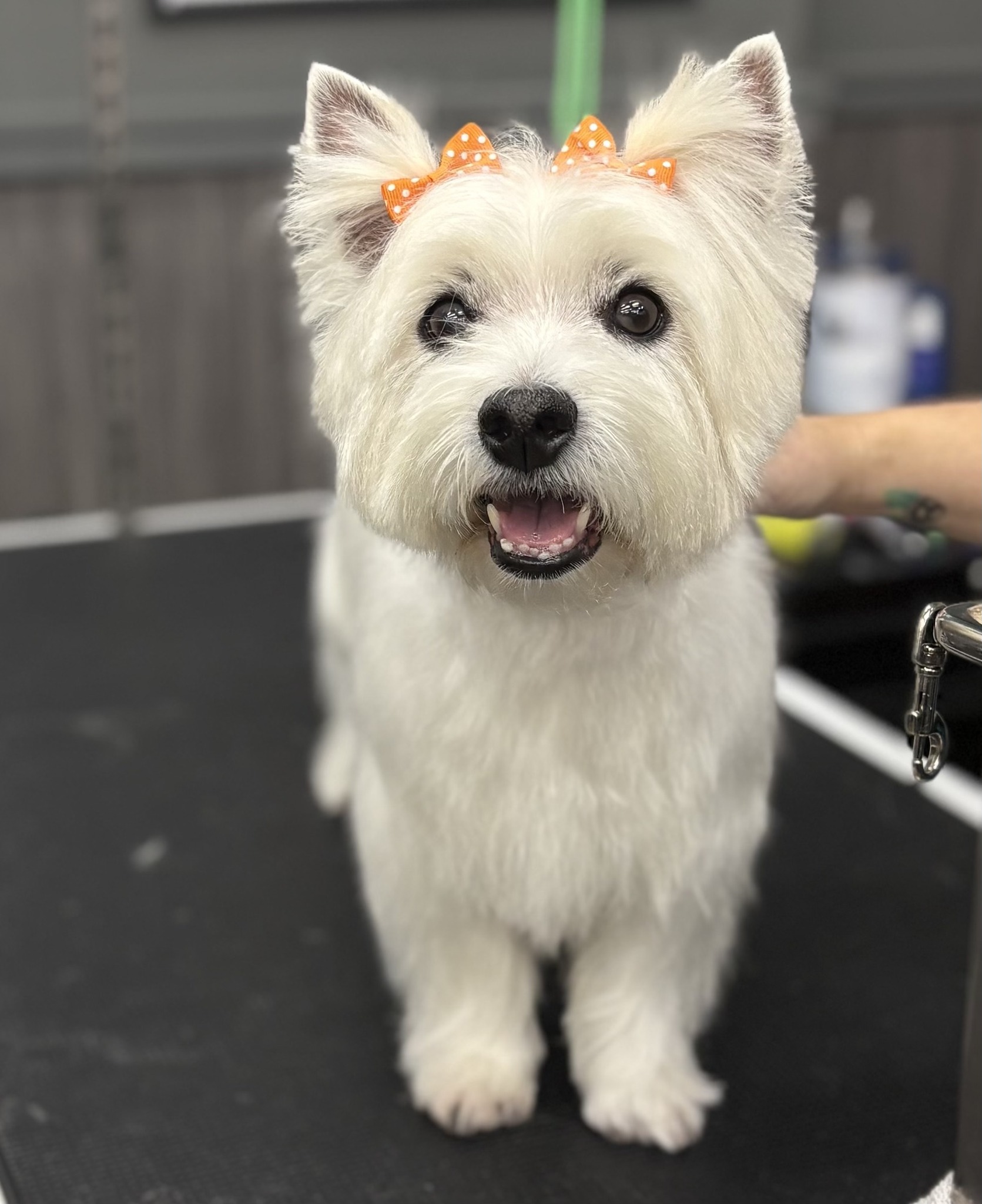 Pet Supplies Plus - Cherry Hill, NJ Facebook ad: Sasha, this adorable Westie, came in for a…
