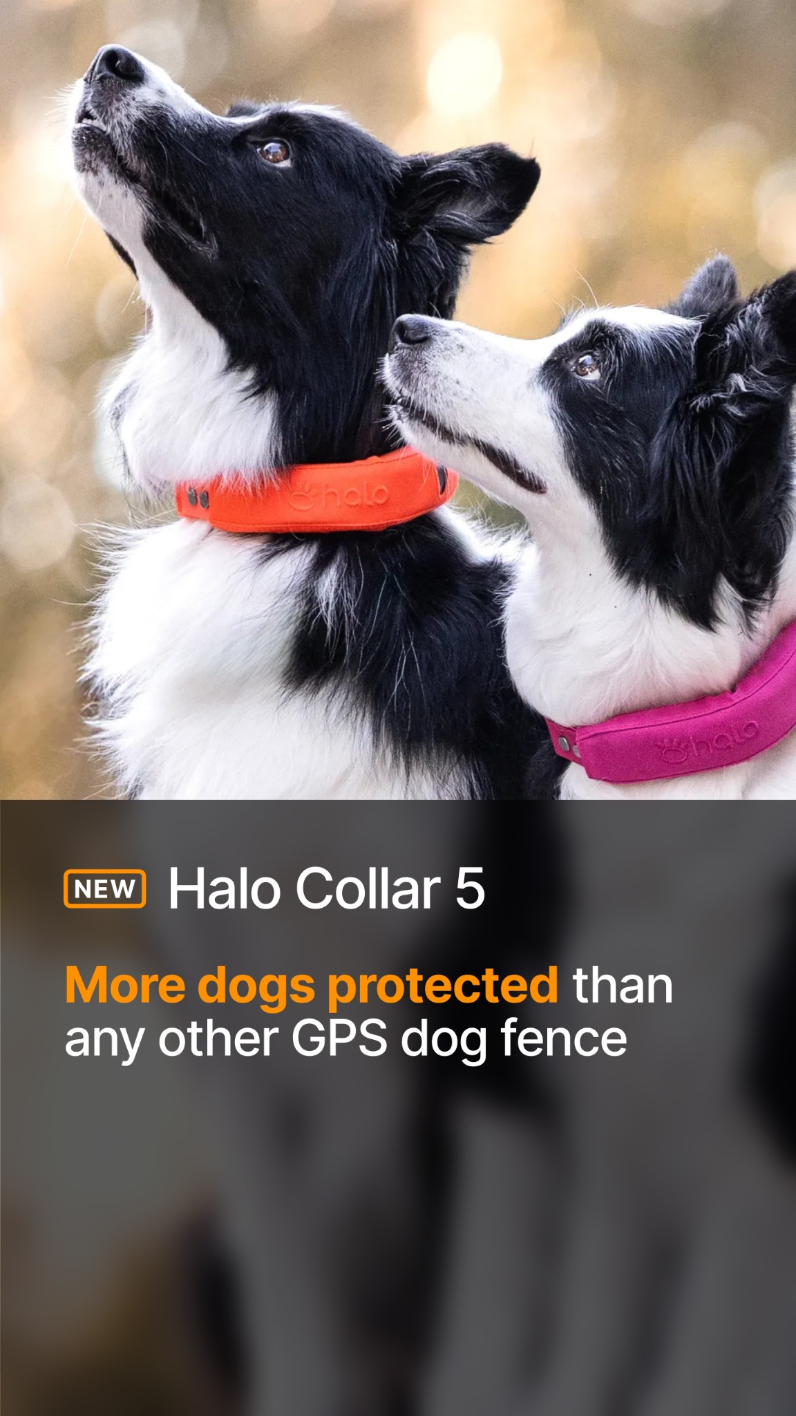 Halo Collar Facebook ad
