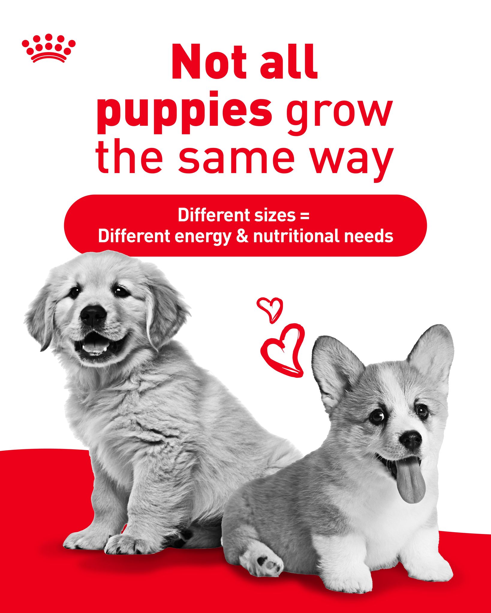 Royal Canin Singapore Facebook ad: Not all puppies grow the same way.