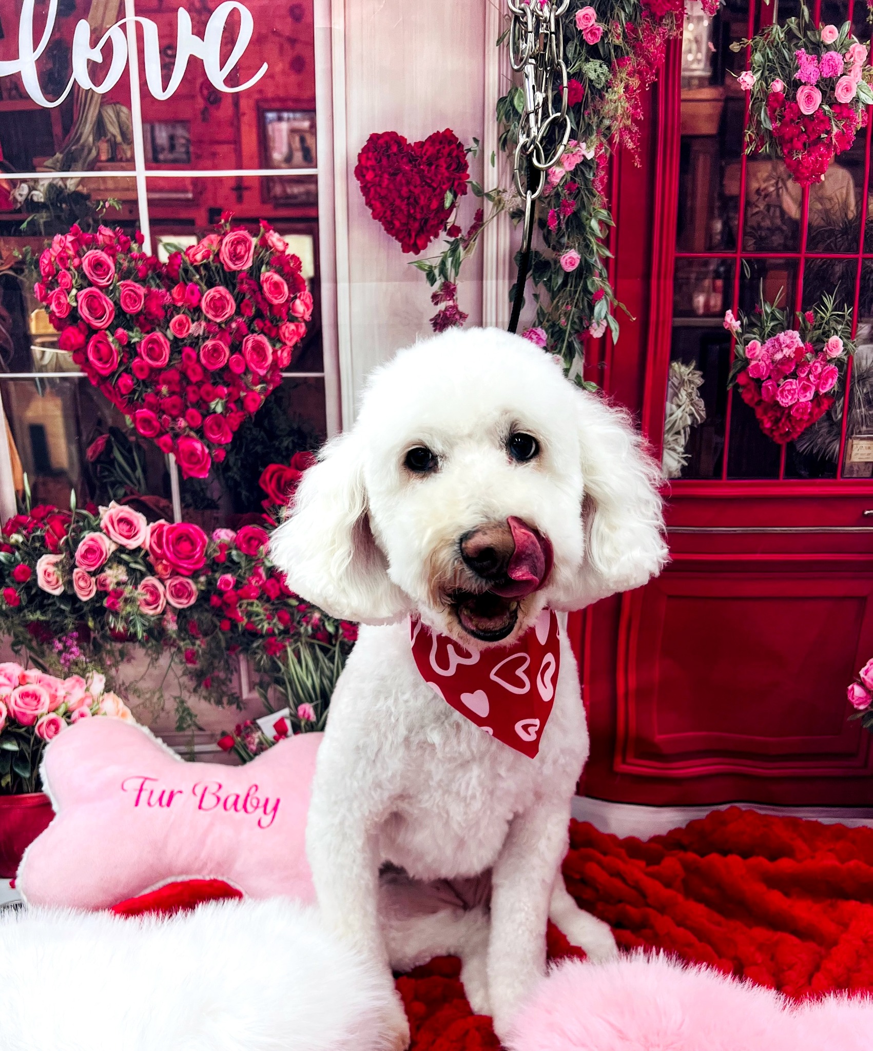 Diva Doggies Facebook ad