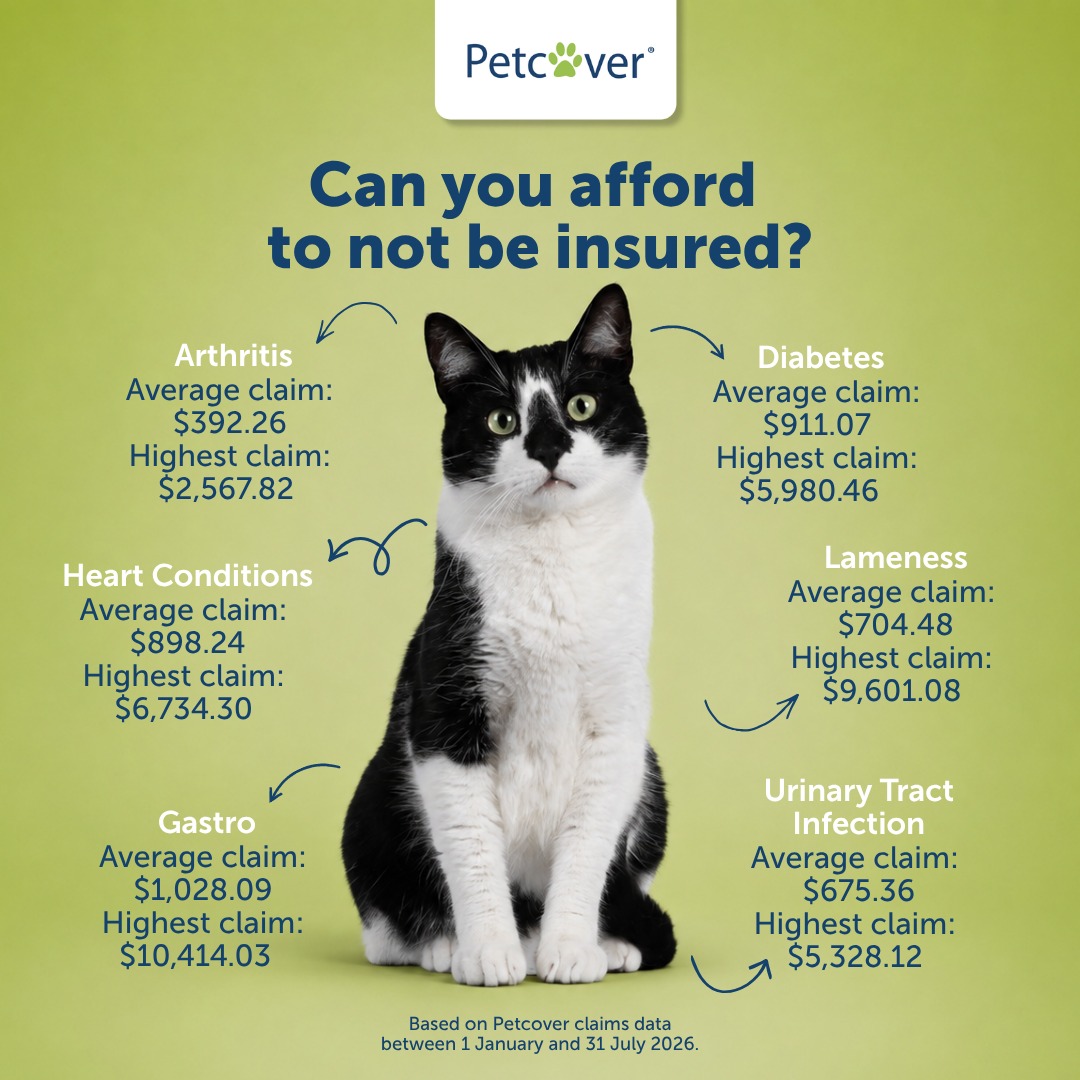 Petcover New Zealand Facebook ad