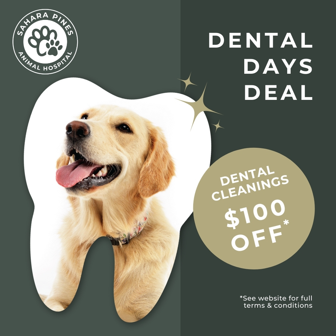 Sahara Pines Animal Hospital Facebook ad: For a limited time, you can save big on your pet’s dental…