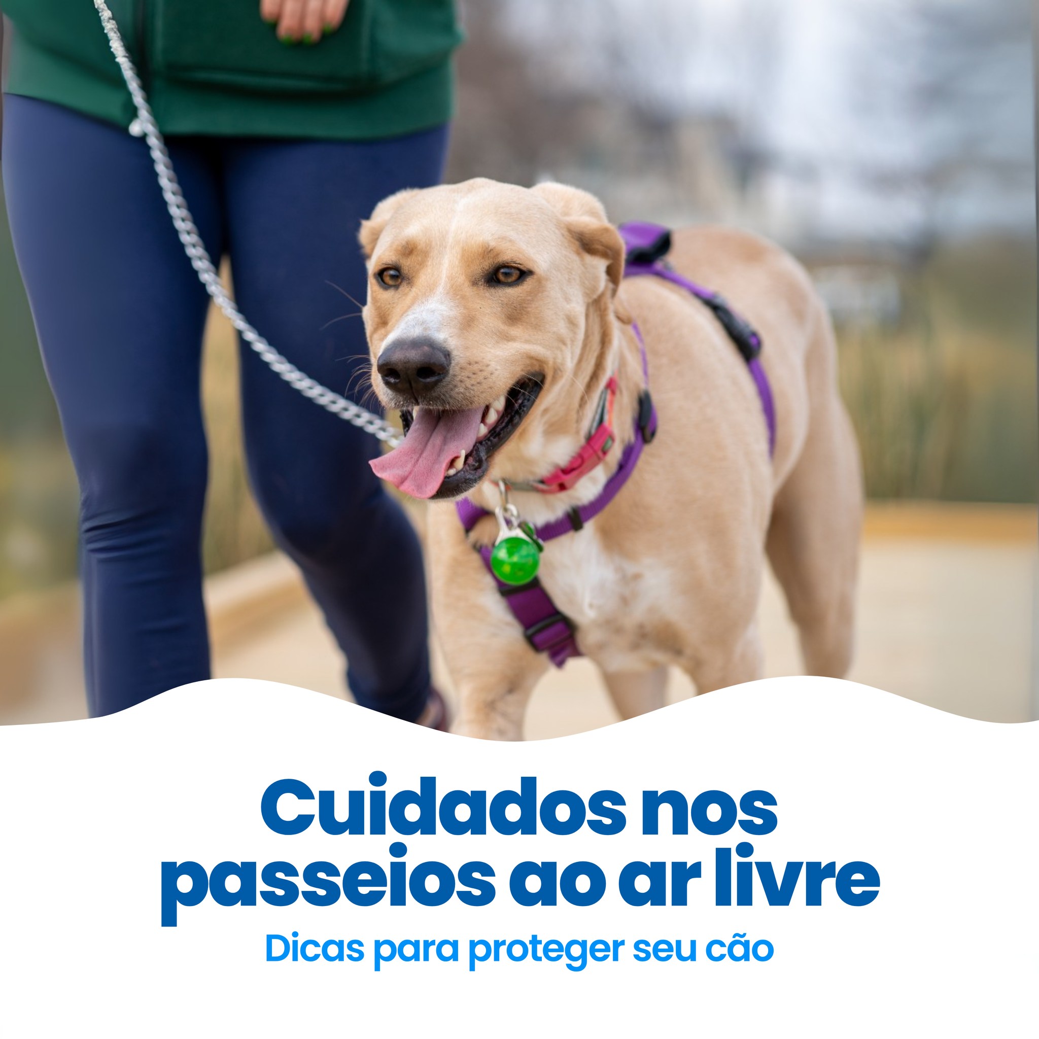 Farmina Brasil Facebook ad