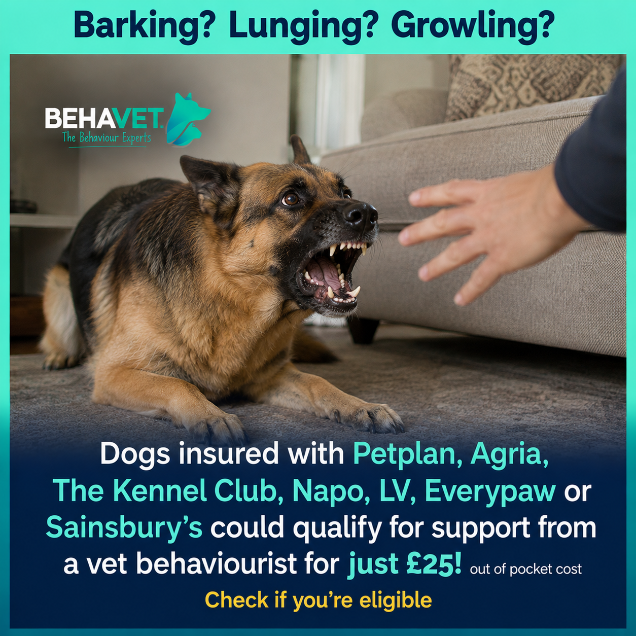 Behavet: The Pet Behaviour Experts Facebook ad