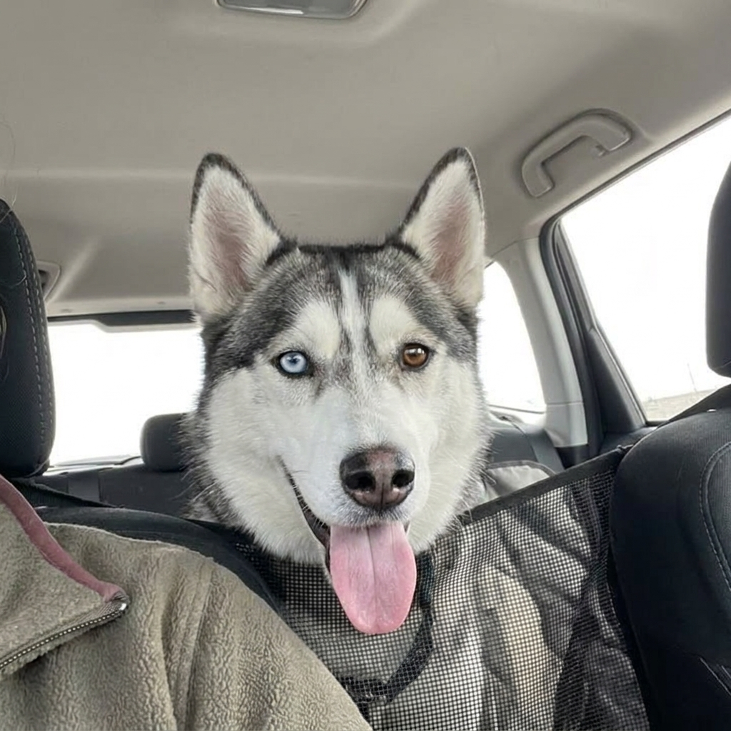 PawLax Facebook ad