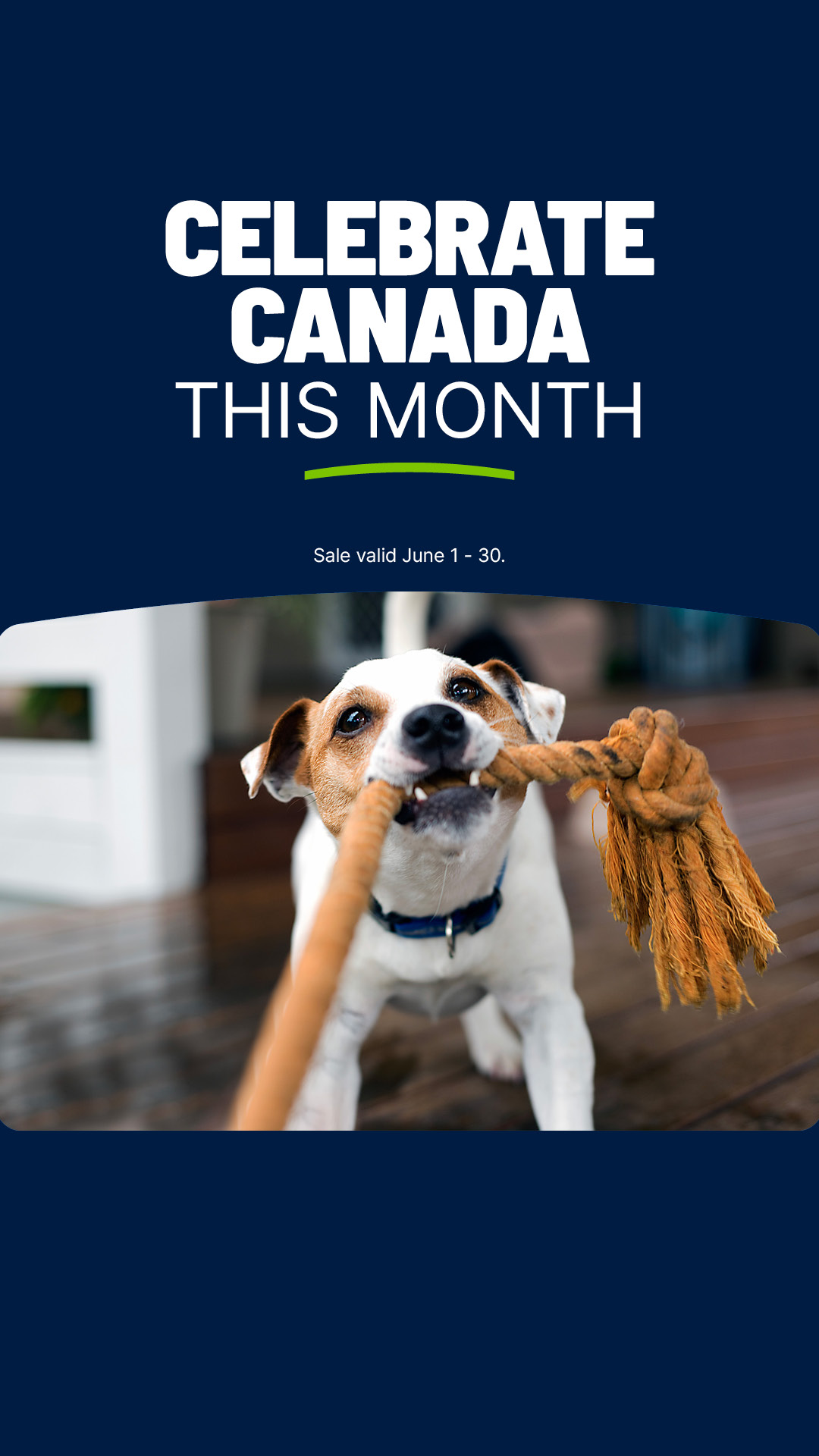 REN'S PETS Facebook ad