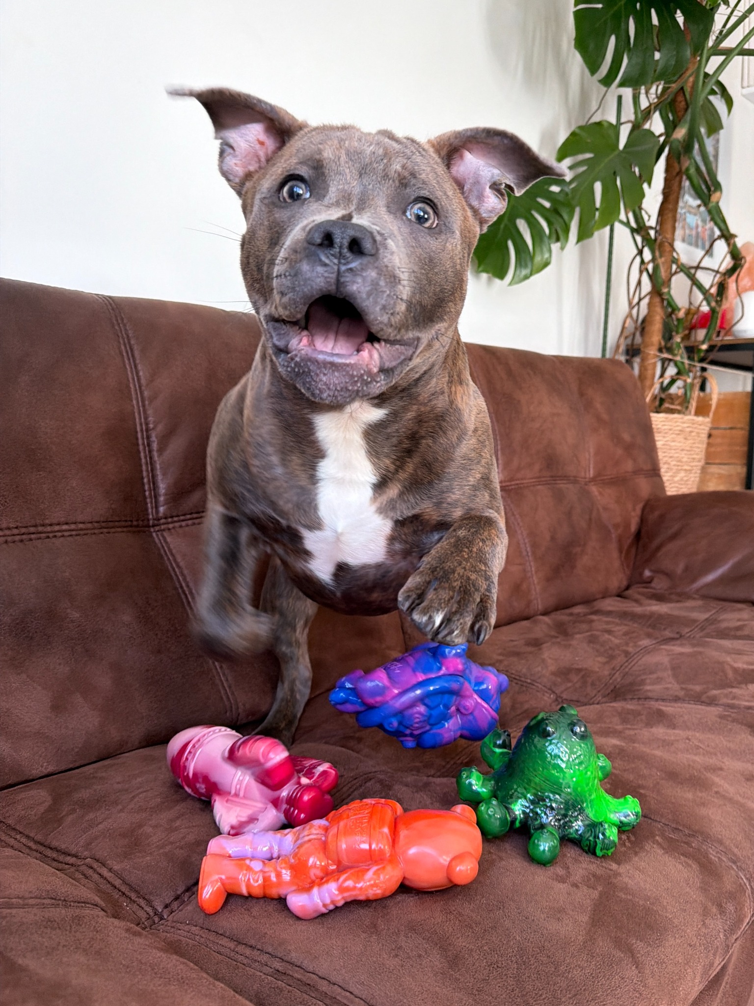 Happy Staffy Co. Facebook ad