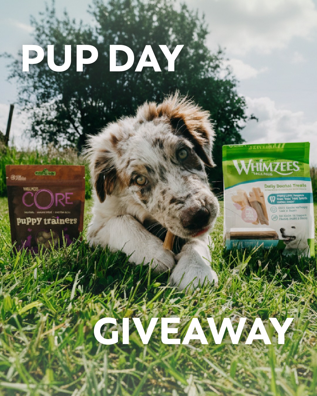 Whimzees Dental Dog Treats Facebook ad: 𝗜𝘁’𝘀 𝗣𝘂𝗽𝗽𝘆 𝗗𝗮𝘆!