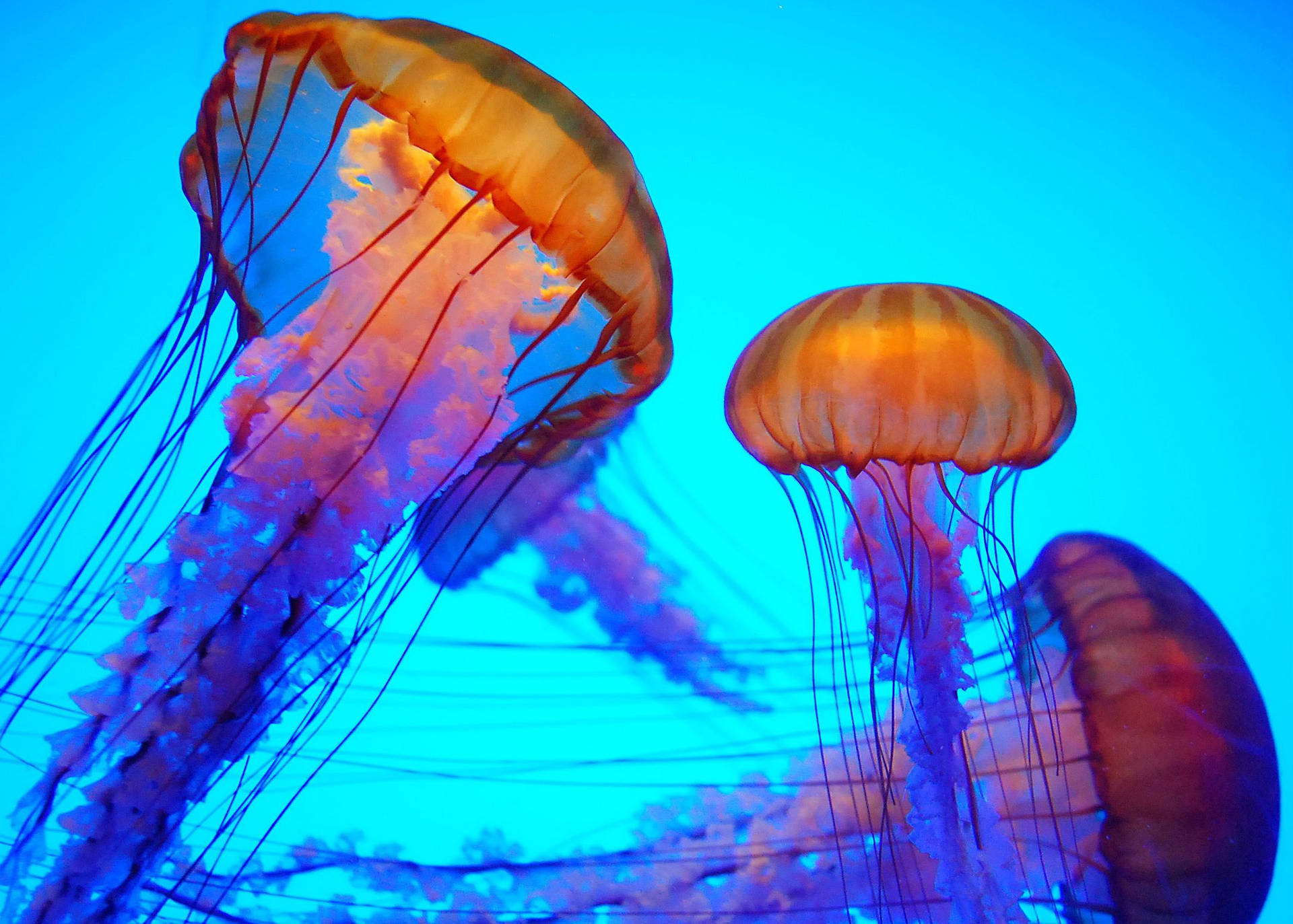 JellyfishWorld Pompano Facebook ad from Sep 3, 2026