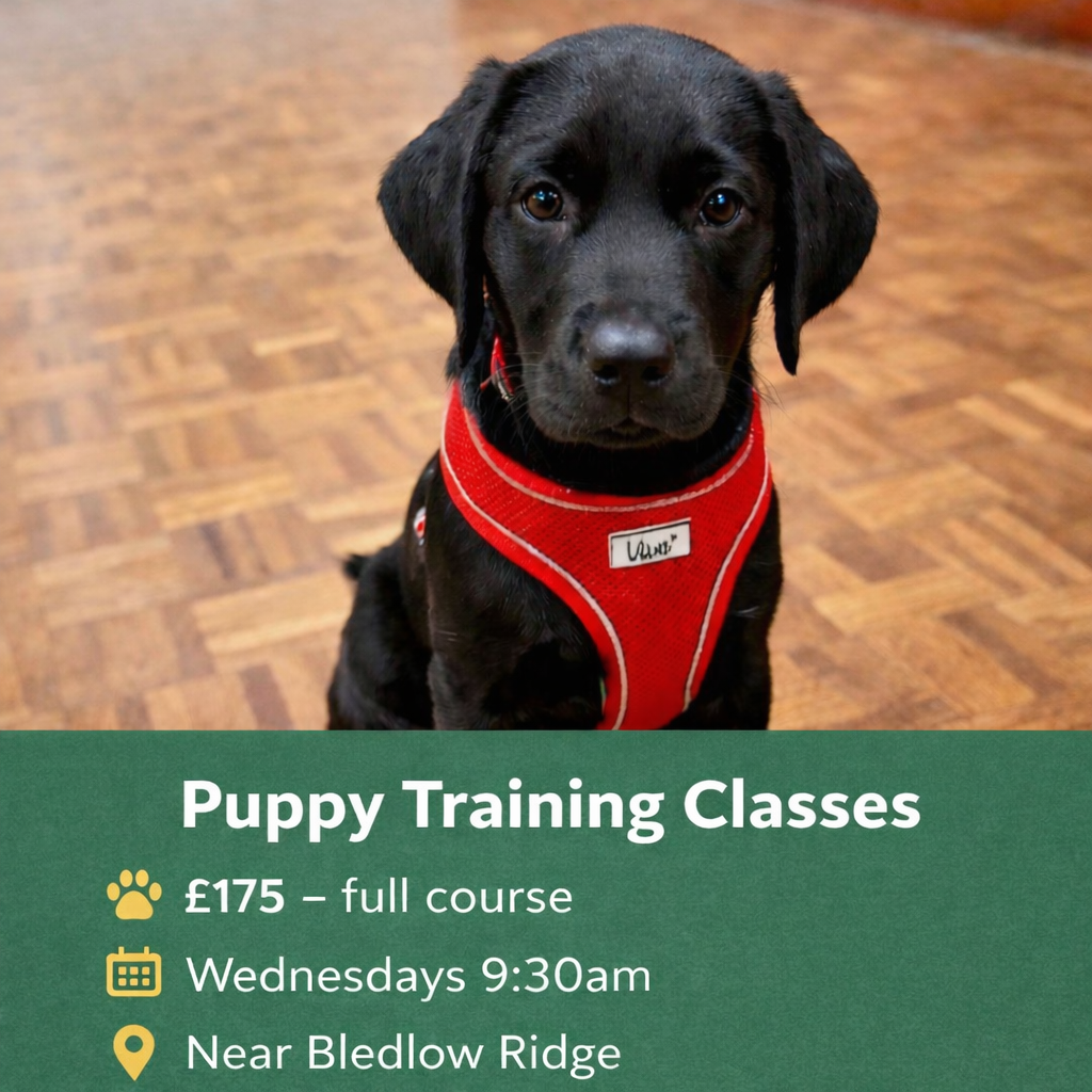 Chris Augustine Dog Training Facebook ad: Limited space available