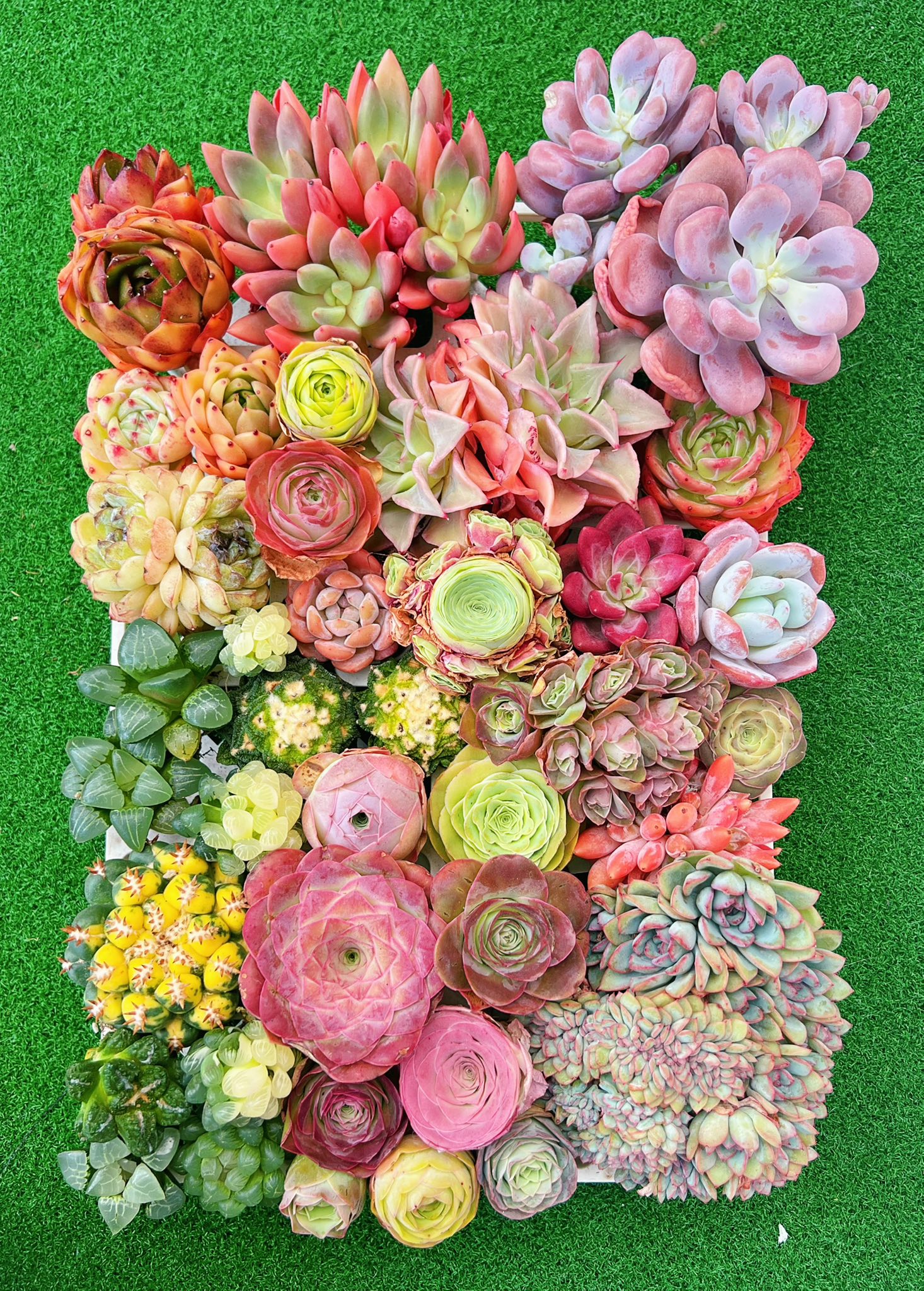 牵心多肉园 Cii Succulent Garden Facebook ad: 肉友们看过来!新鲜进口多肉到货啦